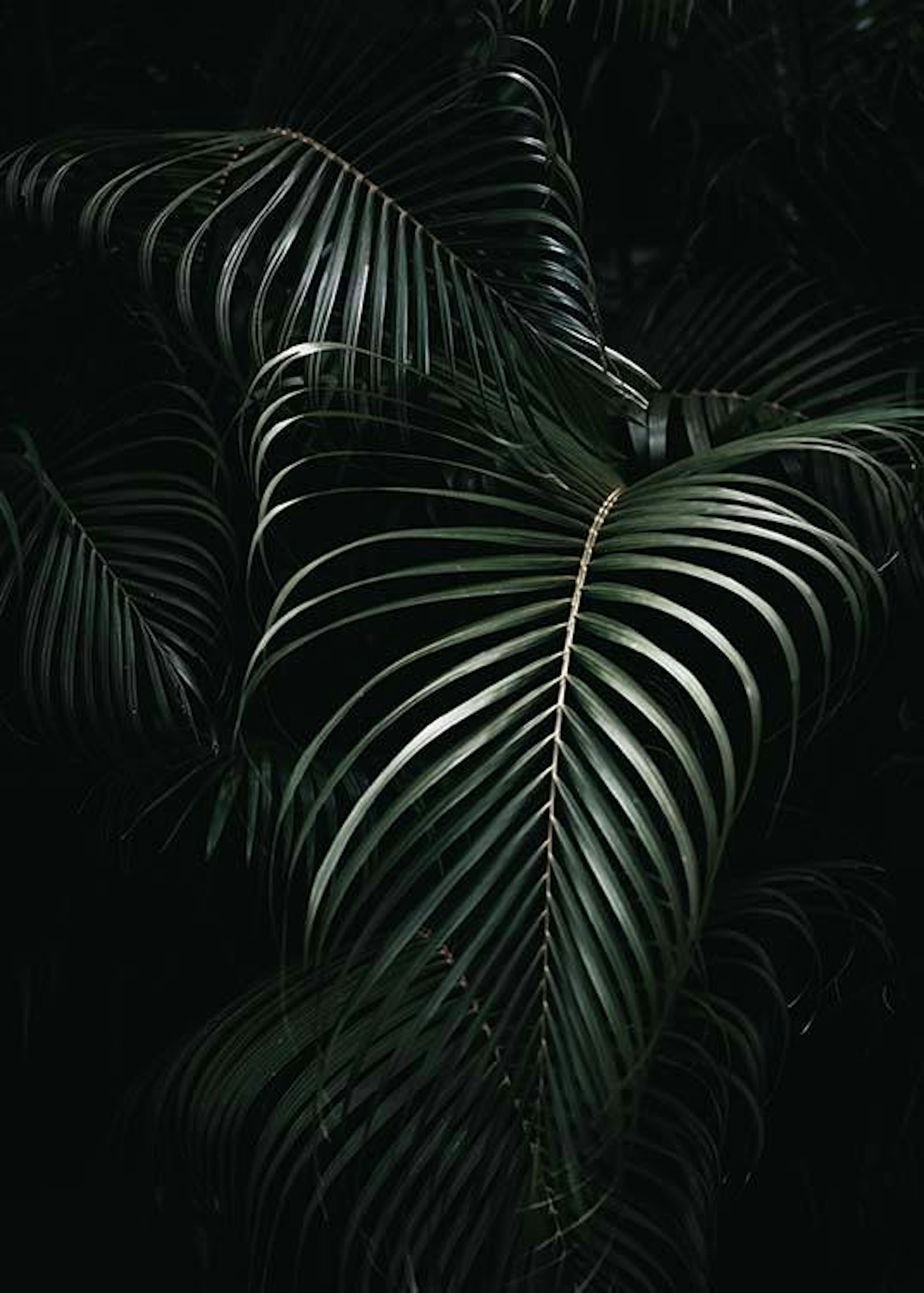 Dark Green Palm Leaves No1 Print 0
