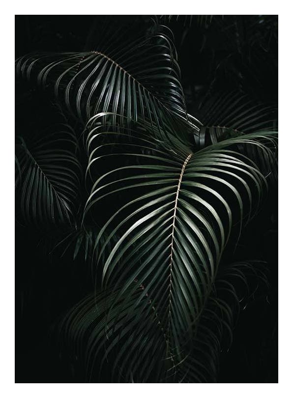 Dark Green Palm Leaves No1 Poster (50x70 cm) - Groene planten