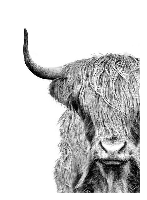 Highland Cow Close Up Affiche (40x50 cm) - Affiches noir et blanc
