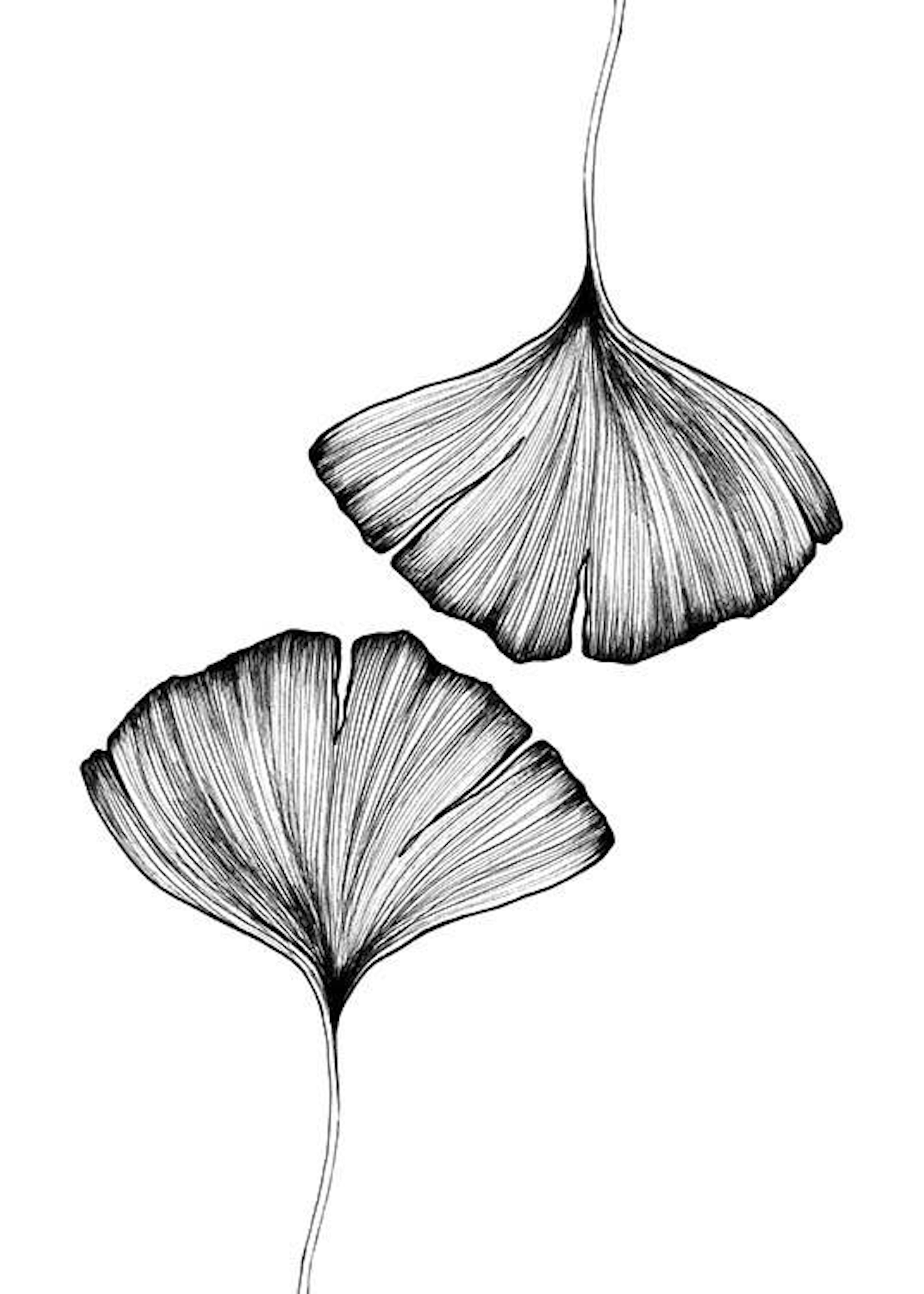 Ginkgo Leaves Print 0