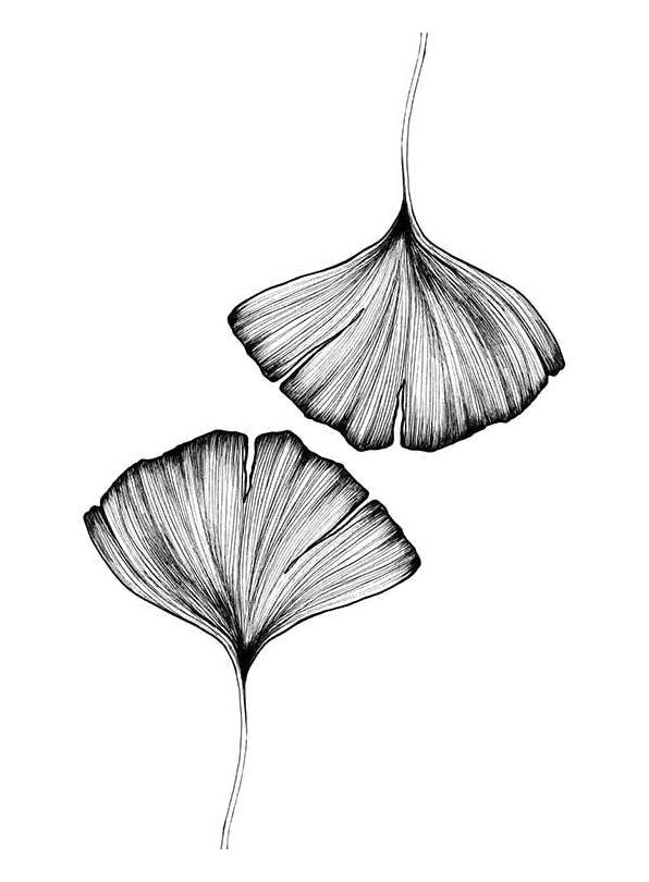 Ginkgo Leaves Affiche (50x70 cm) - Affiches noir et blanc