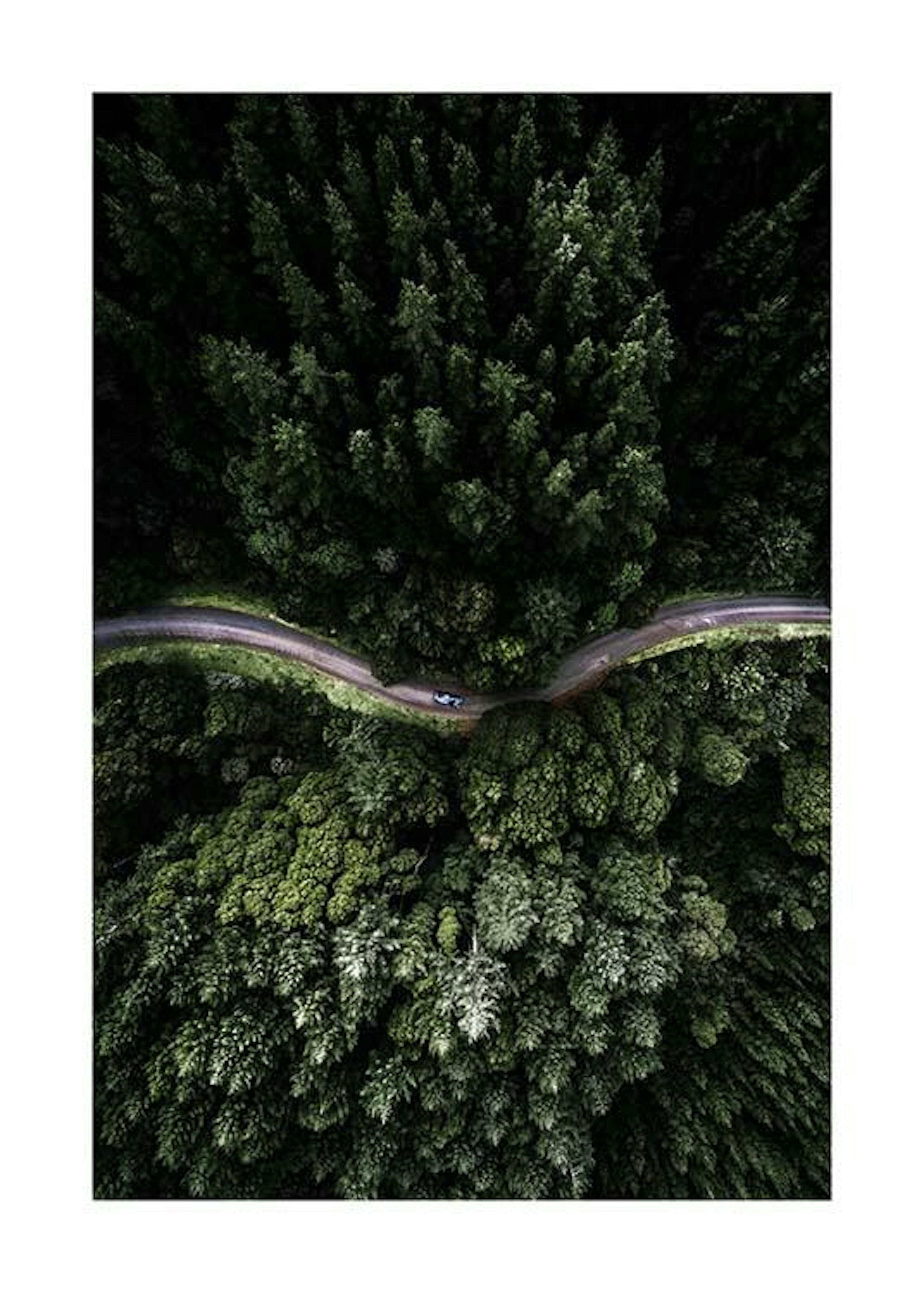 Forest Road Print 0