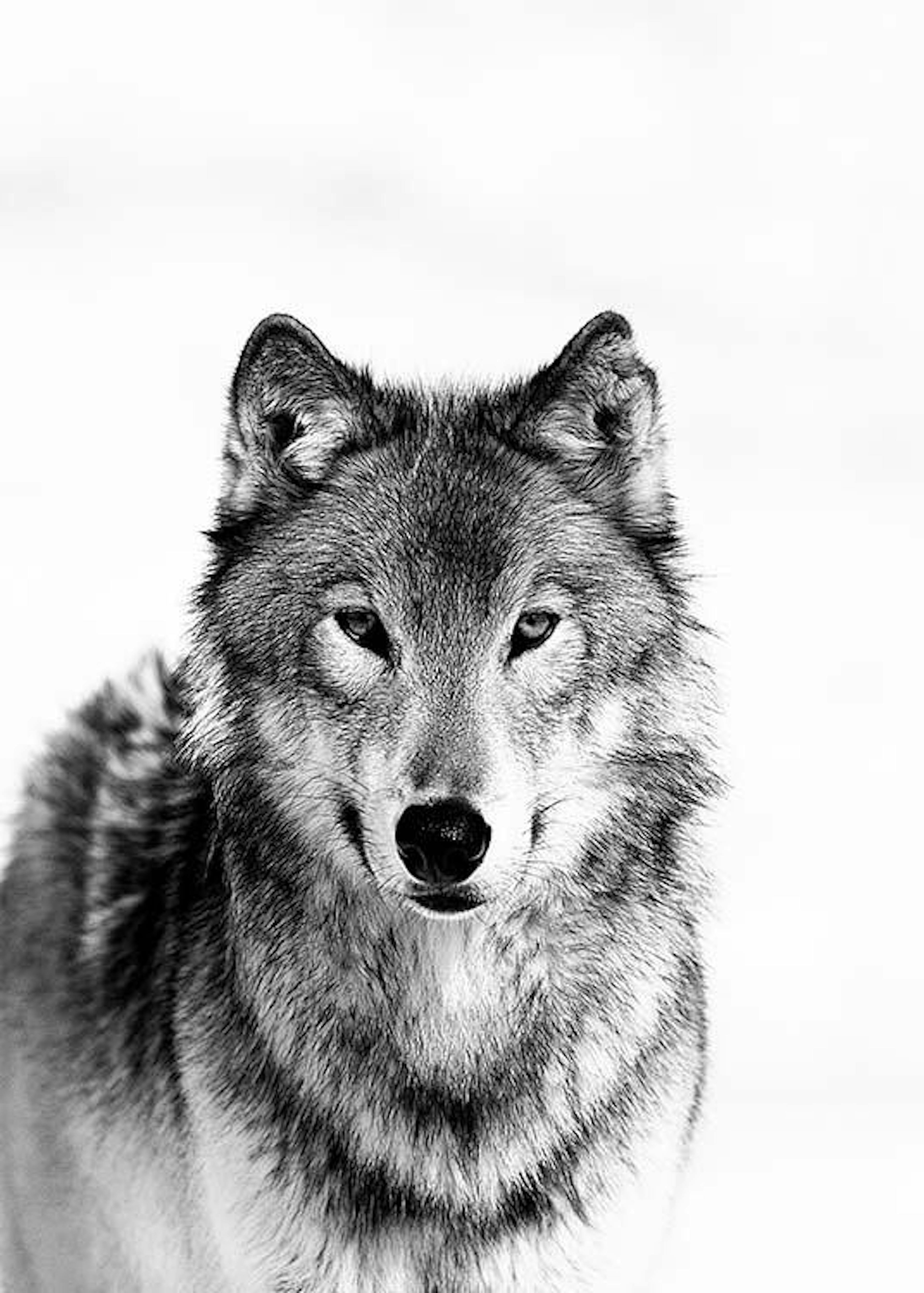 Wolf B&W Poster 0