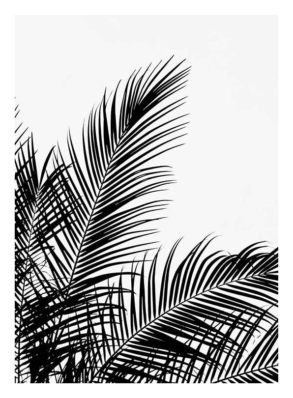 Black Palm Tree Two Poster (50x70 cm)