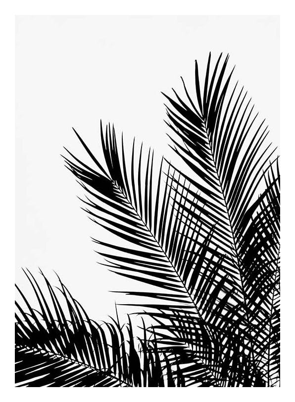 Black Palm Tree One Poster (50x70 cm) - Zwart wit posters