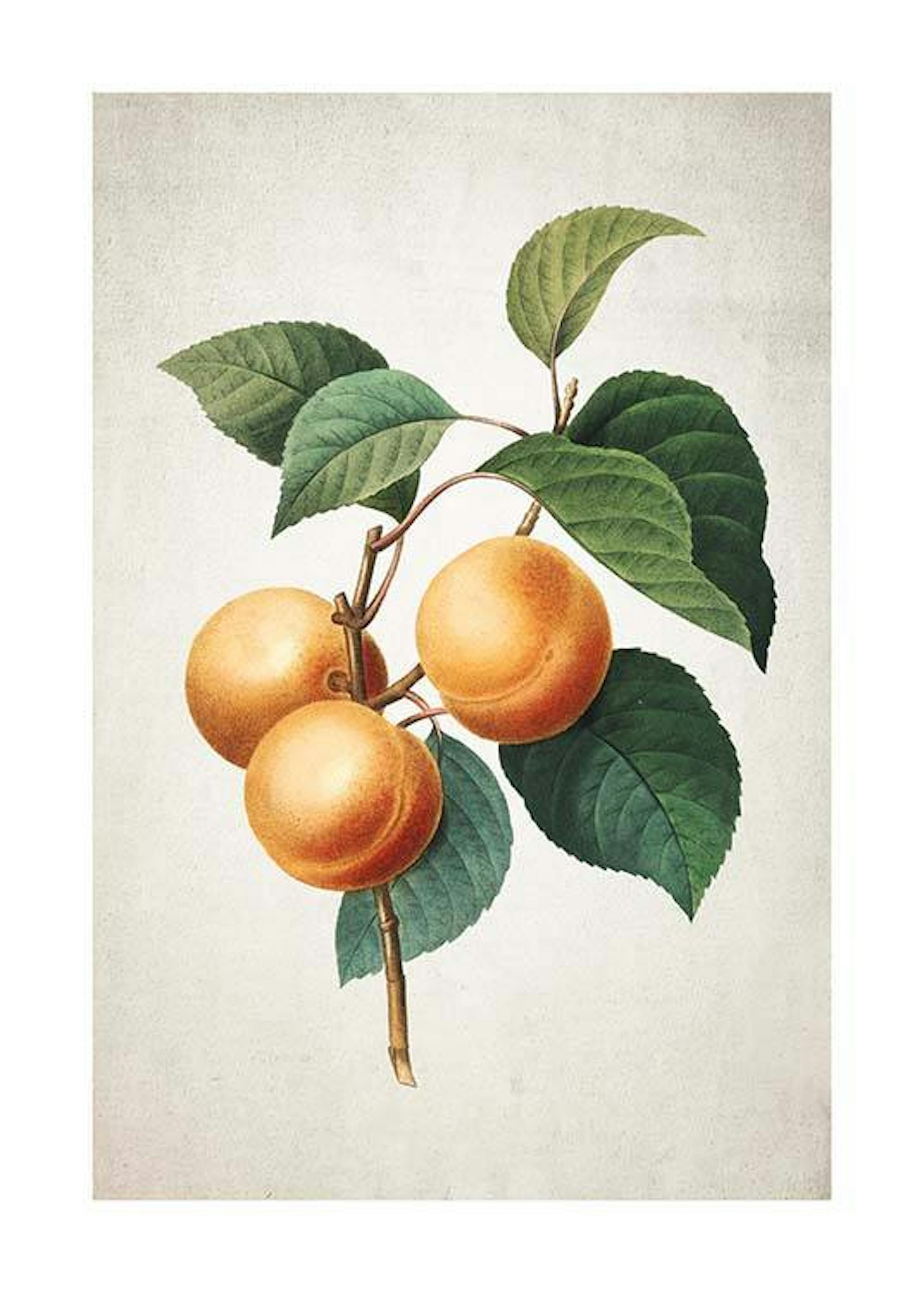 Apricot Print 0