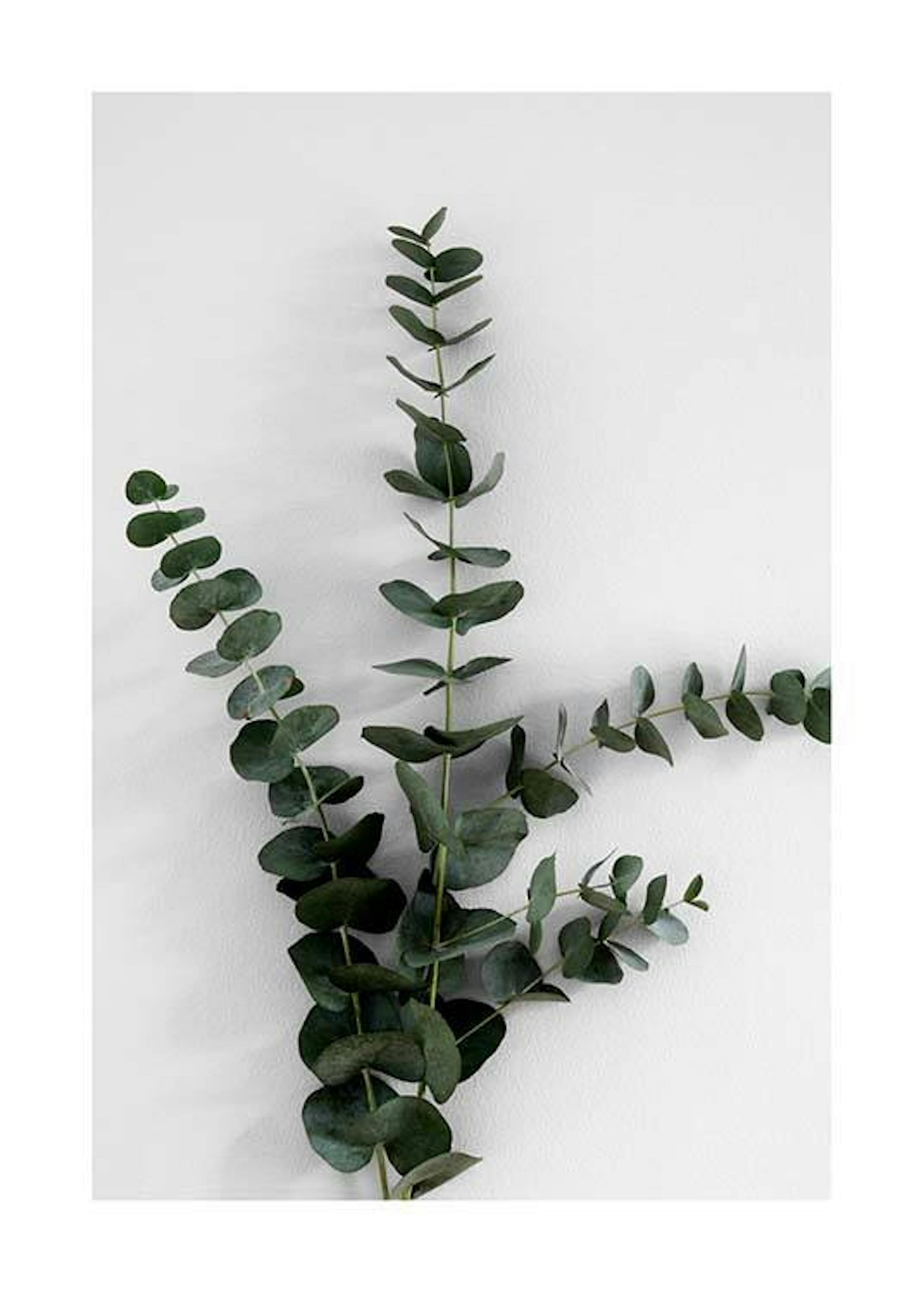 Eucalyptus Branch Three Print 0