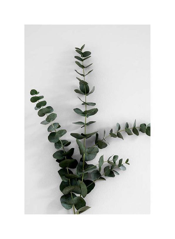 Eucalyptus Branch Three Affiche (50x70 cm) - Photographies