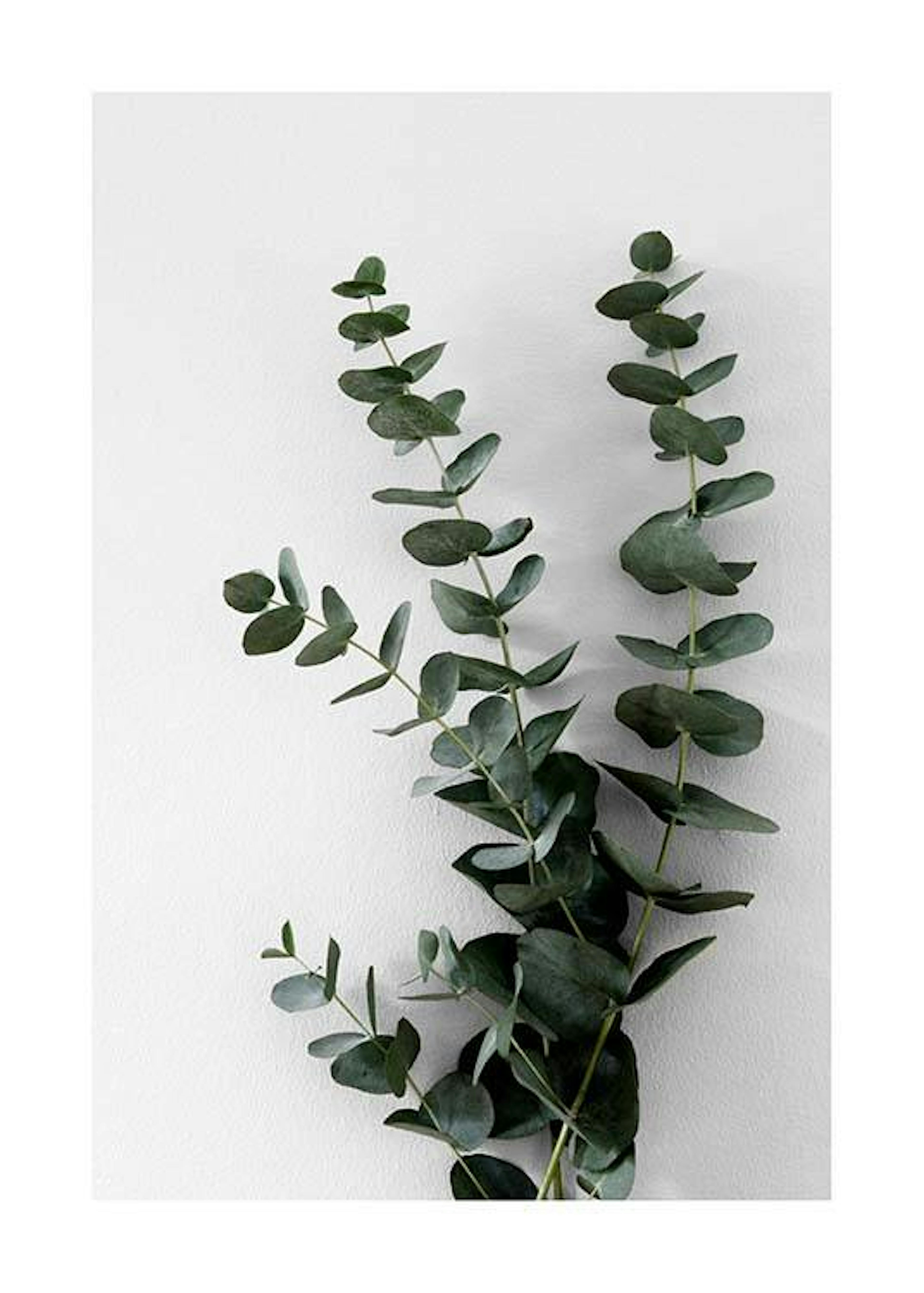 Eucalyptus Branch Two Print 0