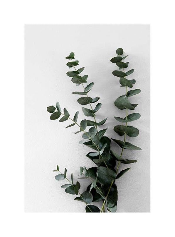 Eucalyptus Branch Two Poster (50x70 cm) -  Fotografien