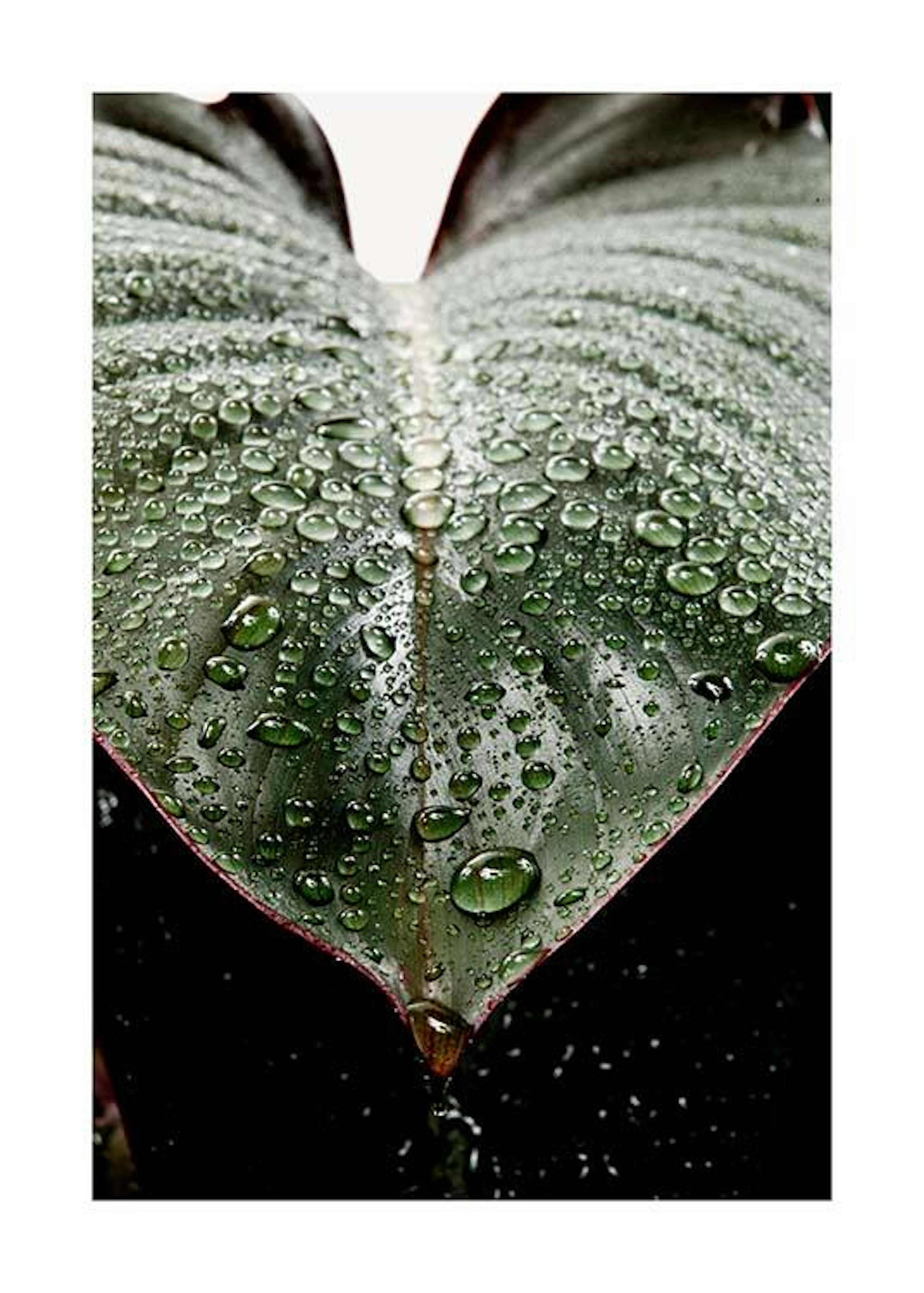 Wet Rubber Leaf Two Poster 0