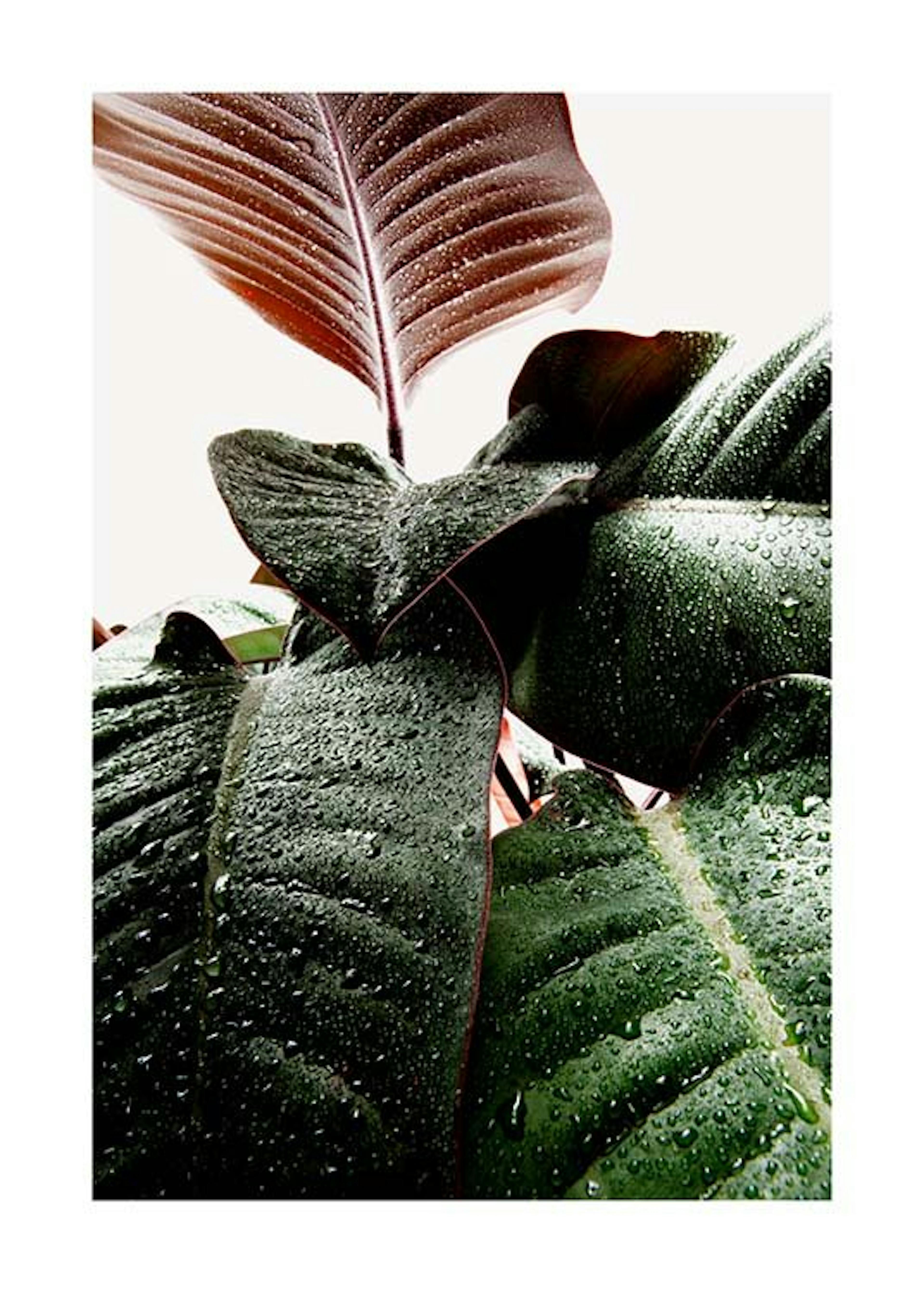 Wet Rubber Leaf One Print 0
