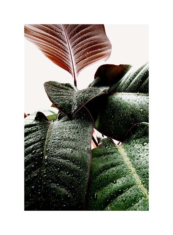 Wet Rubber Leaf One Poster (50x70 cm)- Arte fotográfica