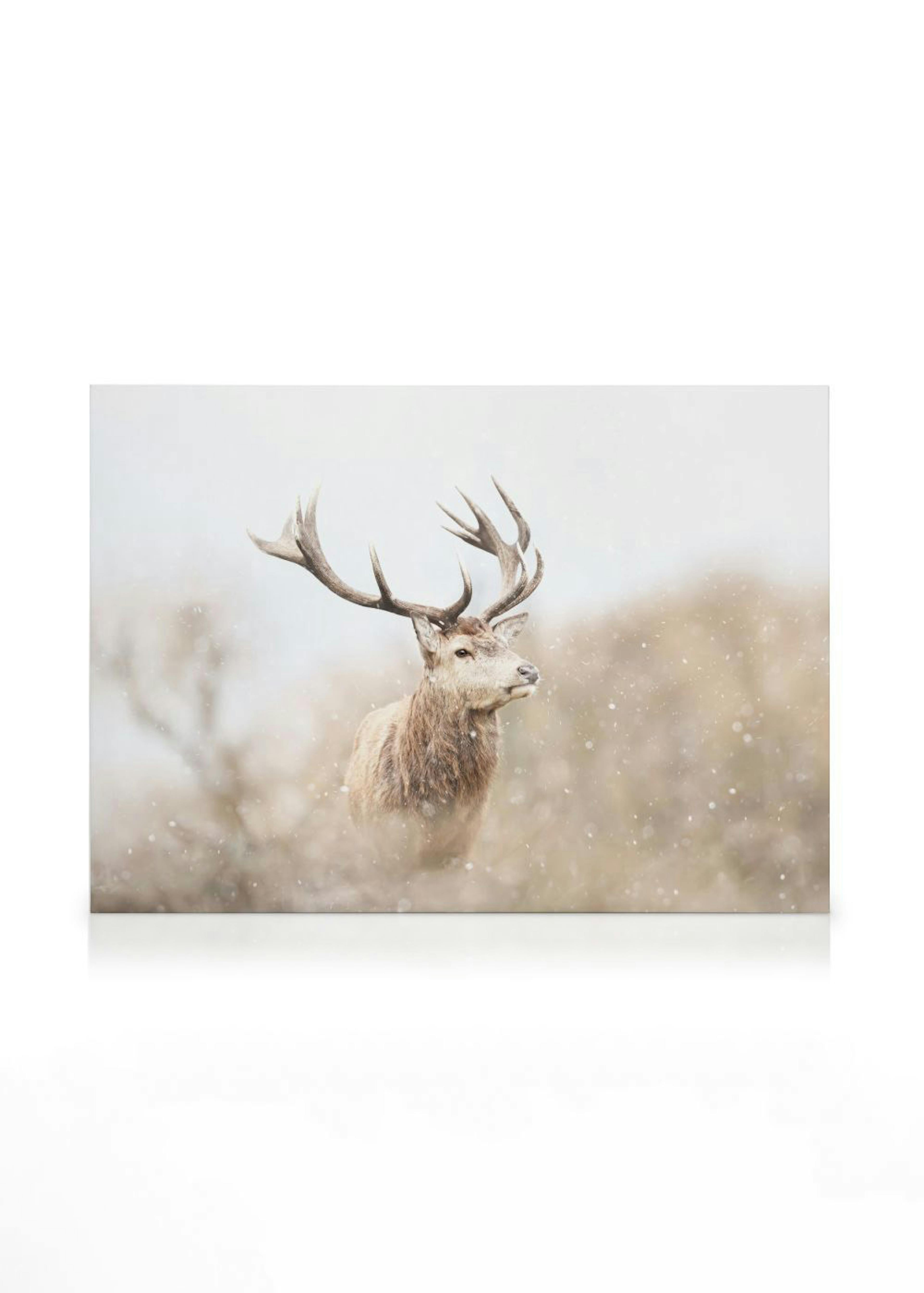 Majestic Reindeer Obraz na plátně 0