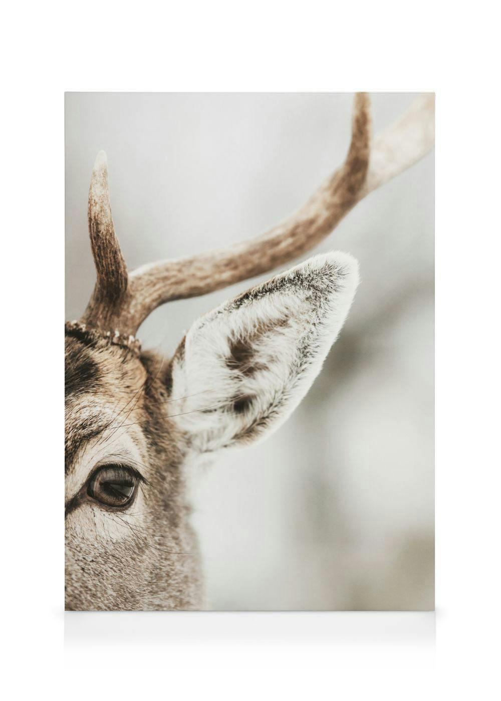 Telas decorativas Reindeer Close Up Tela (50x70 cm - Moldura Preta)