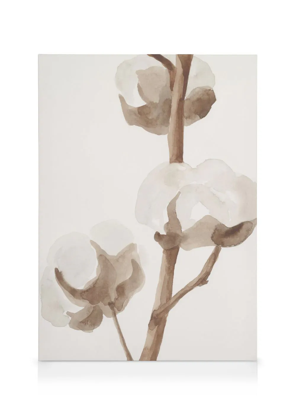 Pintura en acuarela minimalista de una planta de algodón con tallos marrones y capullos blancos sobre fondo blanco.