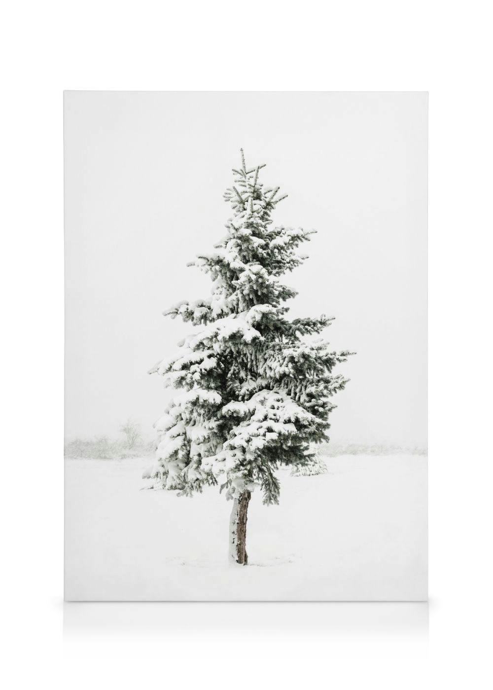 Canvas Prints Snowy Spruce Canvas print (50x70 cm - Oak Frame)