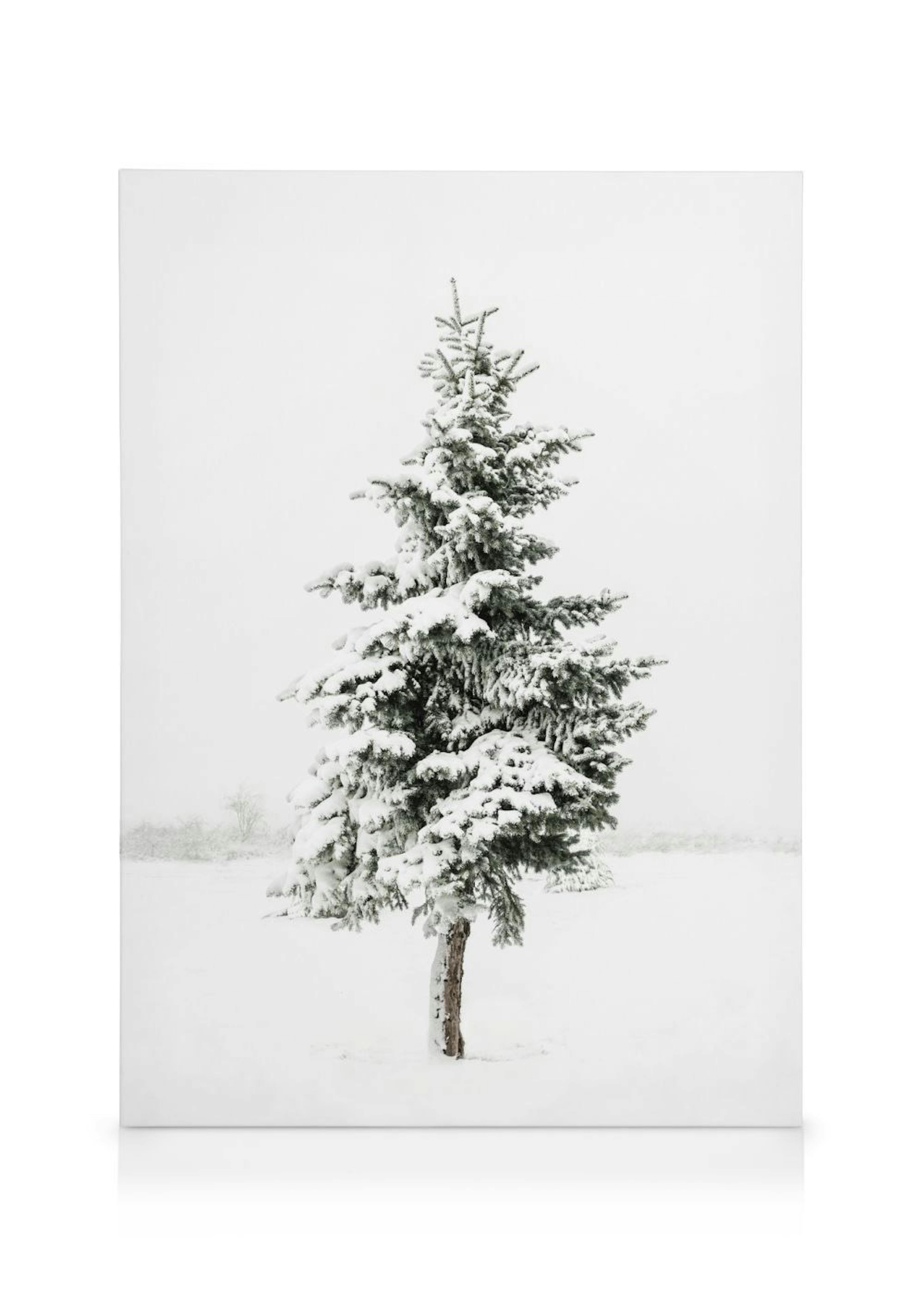 Snowy Spruce Lerret 0