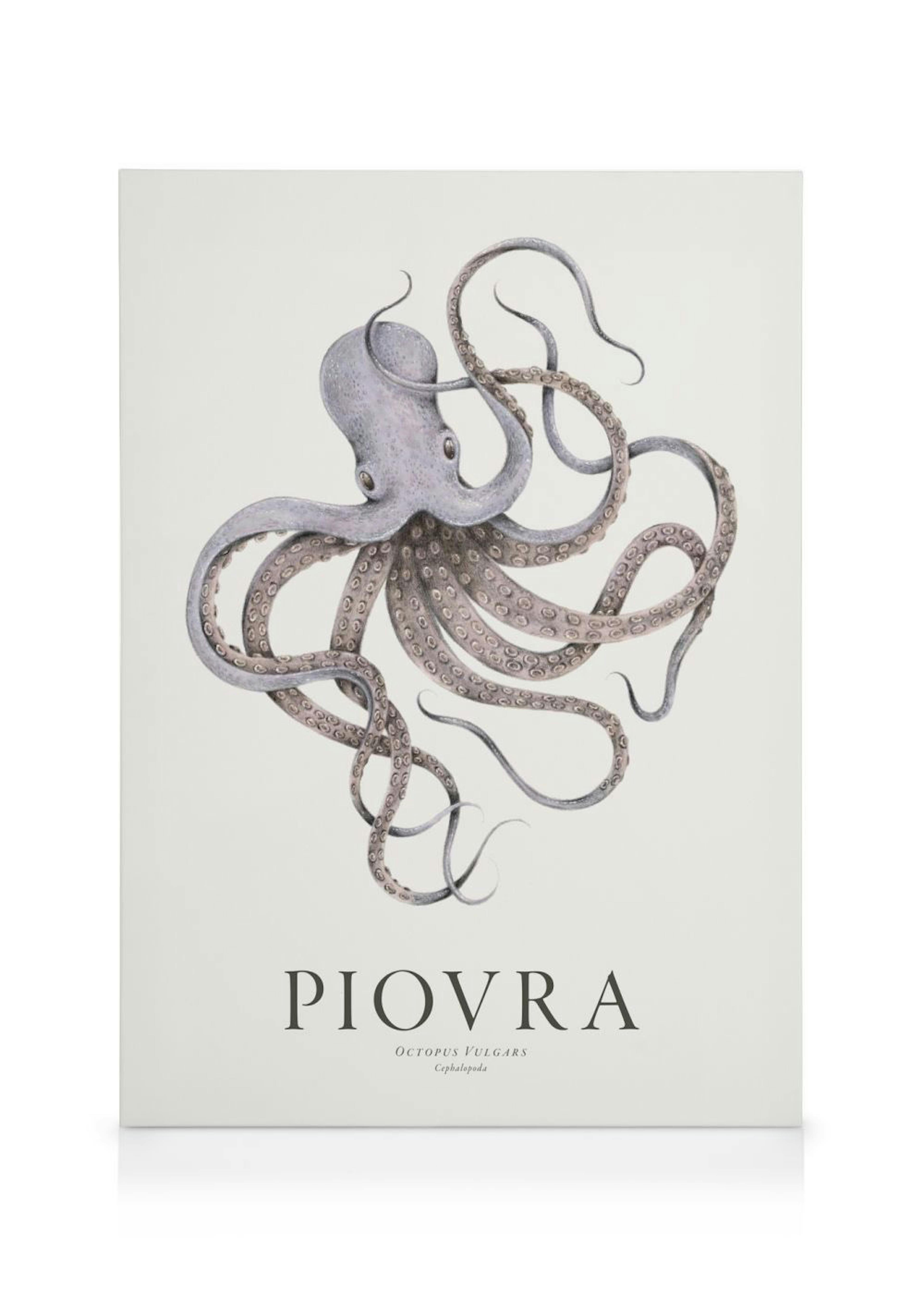 Illustrazione di un polpo grigio con tentacoli e ventose, su sfondo bianco con la scritta Piovra.