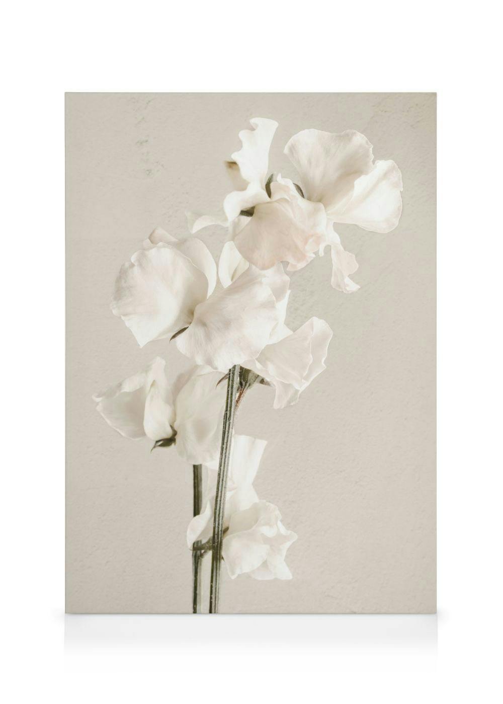 Telas decorativas In Full Bloom Quadro em tela (50x70 cm - Moldura Preta)