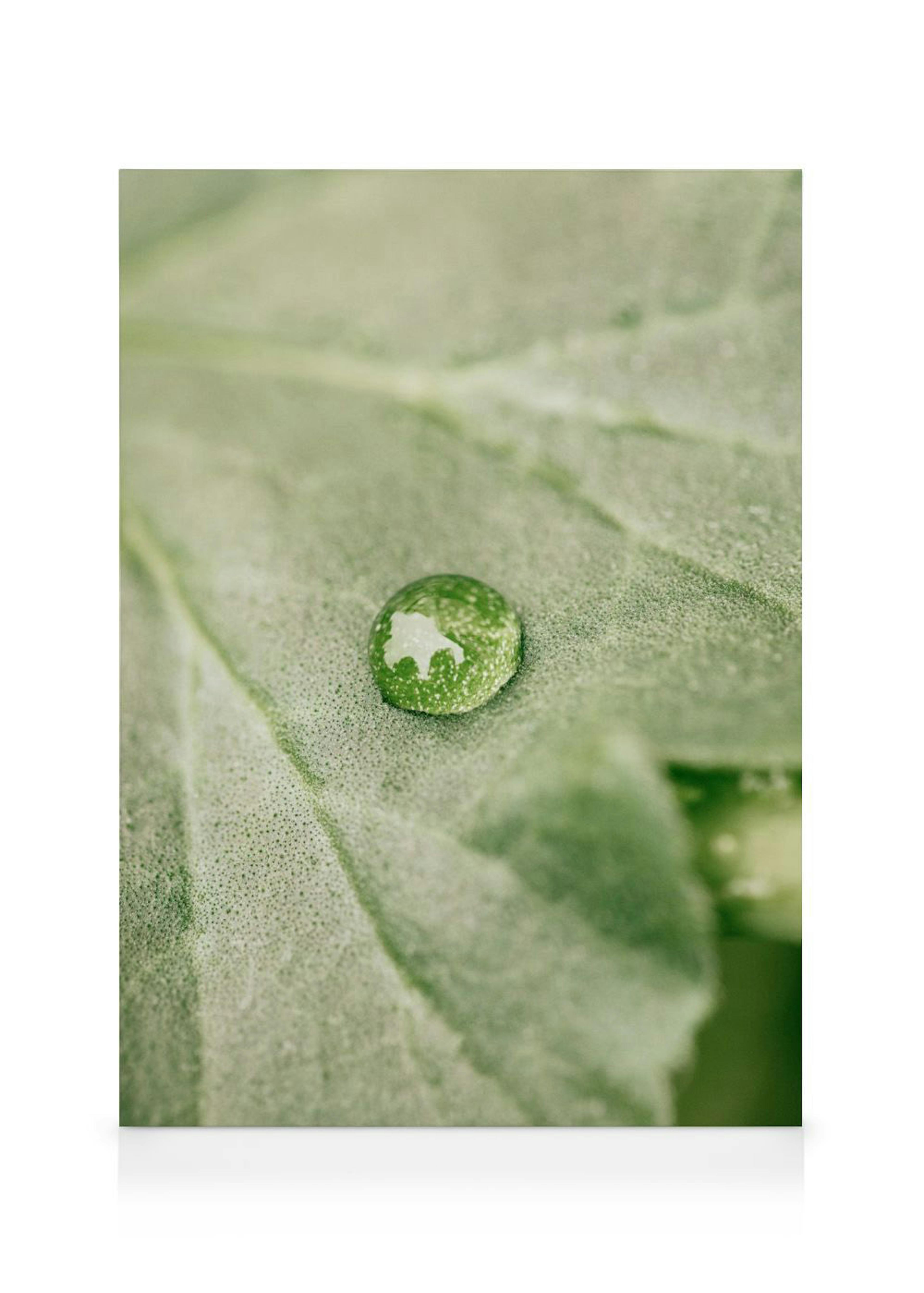 Rain on Leaf Tela 0