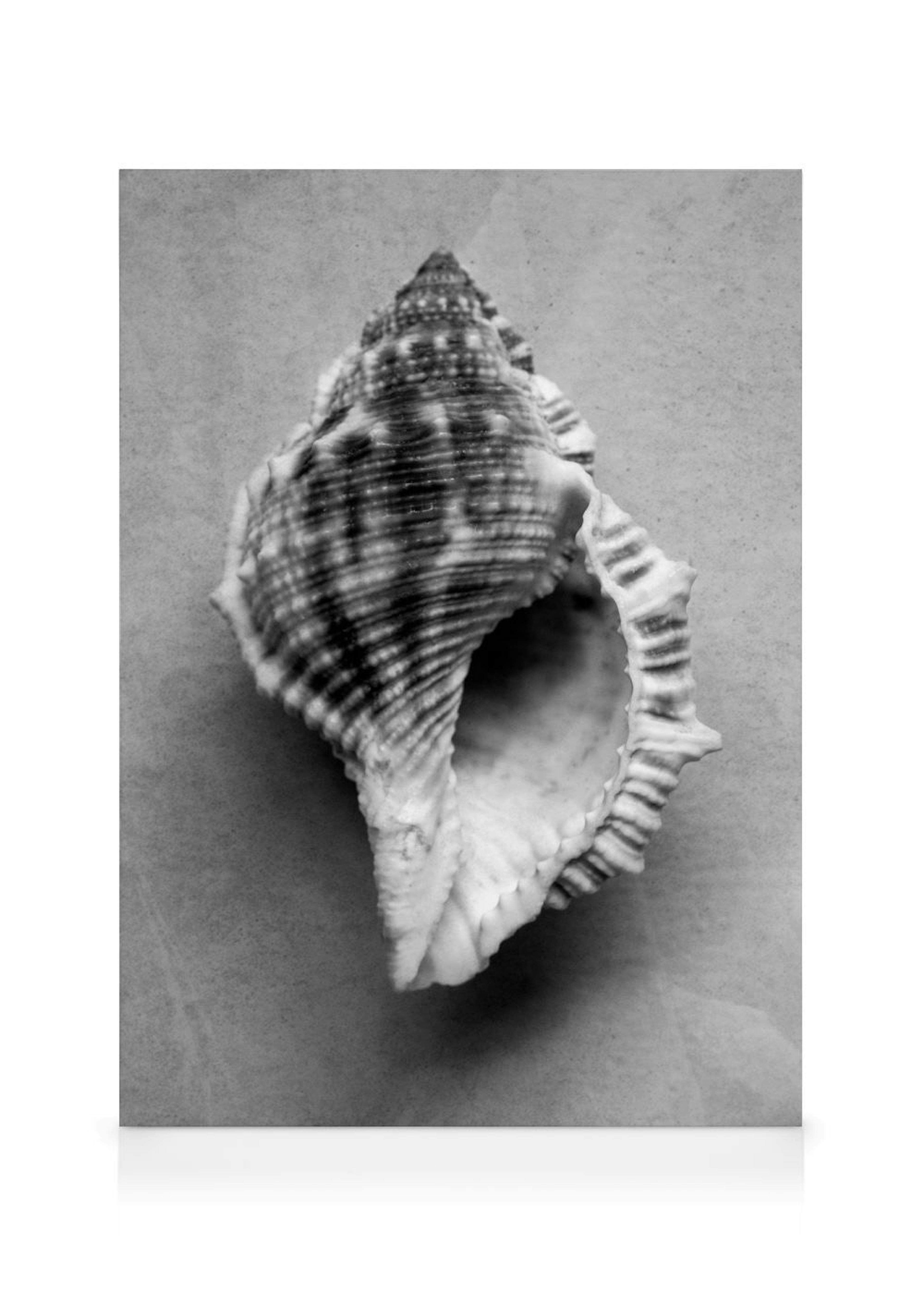 Monochrome Shell Kanvaasi 0