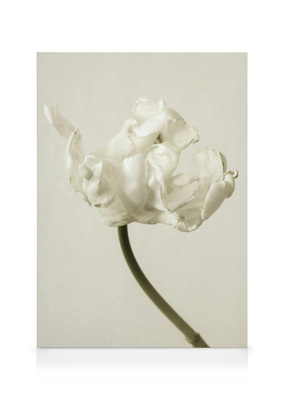 Obraz na płótnie: pojedynczy biały kwiat o falistych płatkach, z zieloną łodygą, na jasnobeżowym tle.