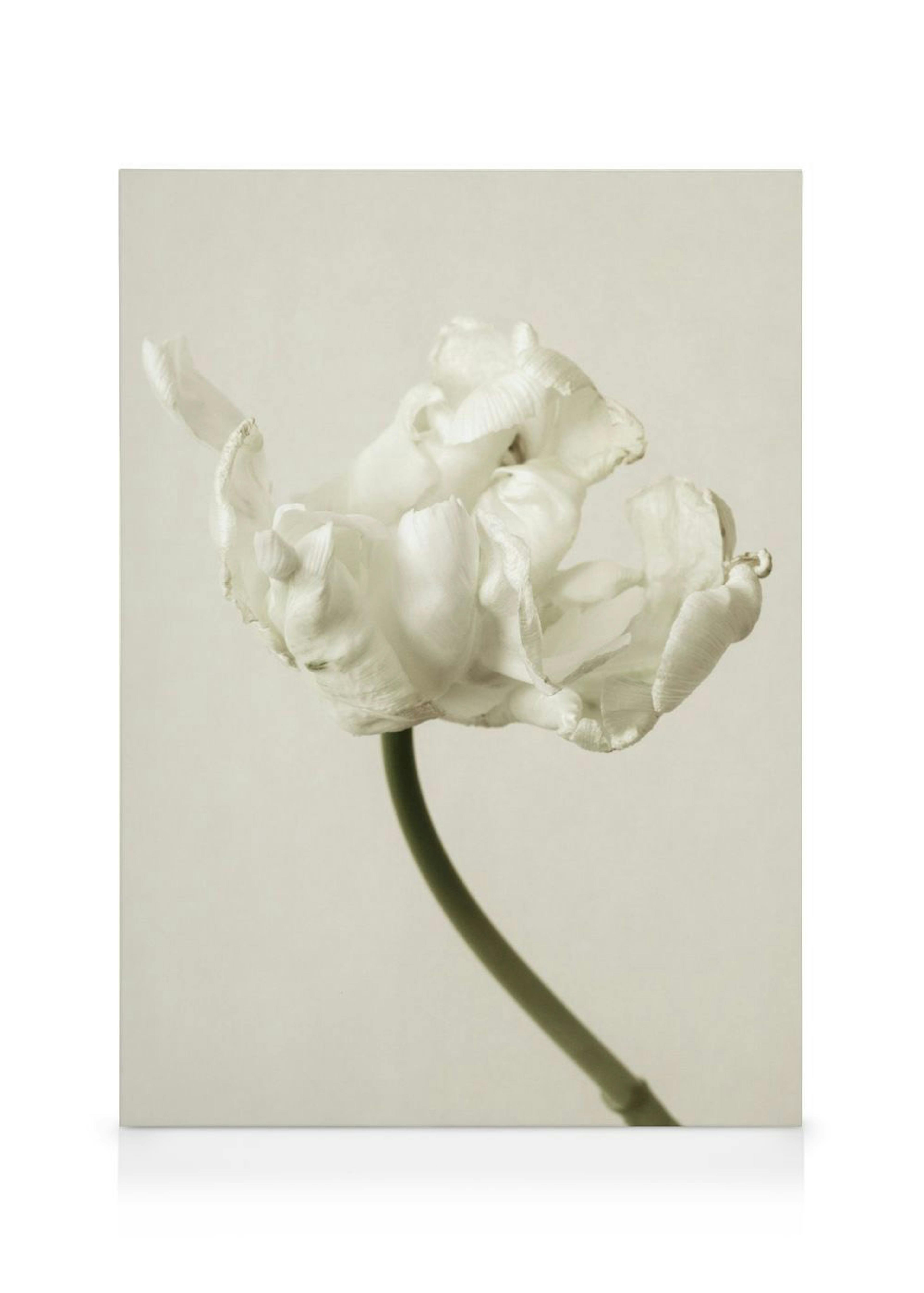 Lienzo con una flor de tulipán blanco sobre fondo claro, exhibido en una sala de estar moderna con muebles de madera.