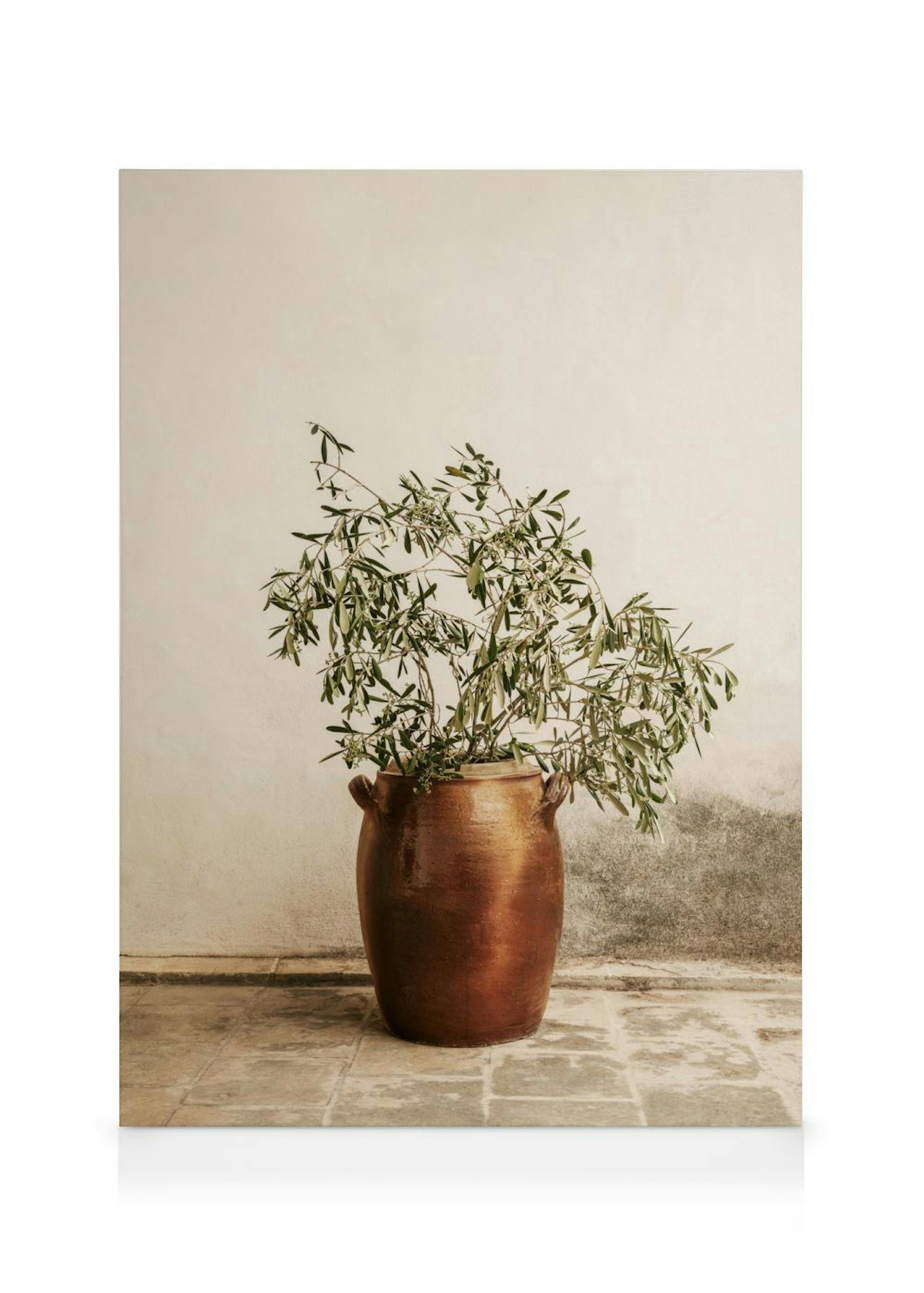 Rustic Olive Branch Canvas print 0