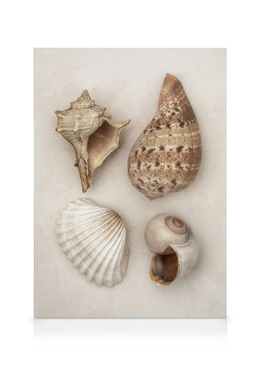 Canvas Schilderijen Soft Shells Canvas (30x40 cm - Fotolijst Zwart)