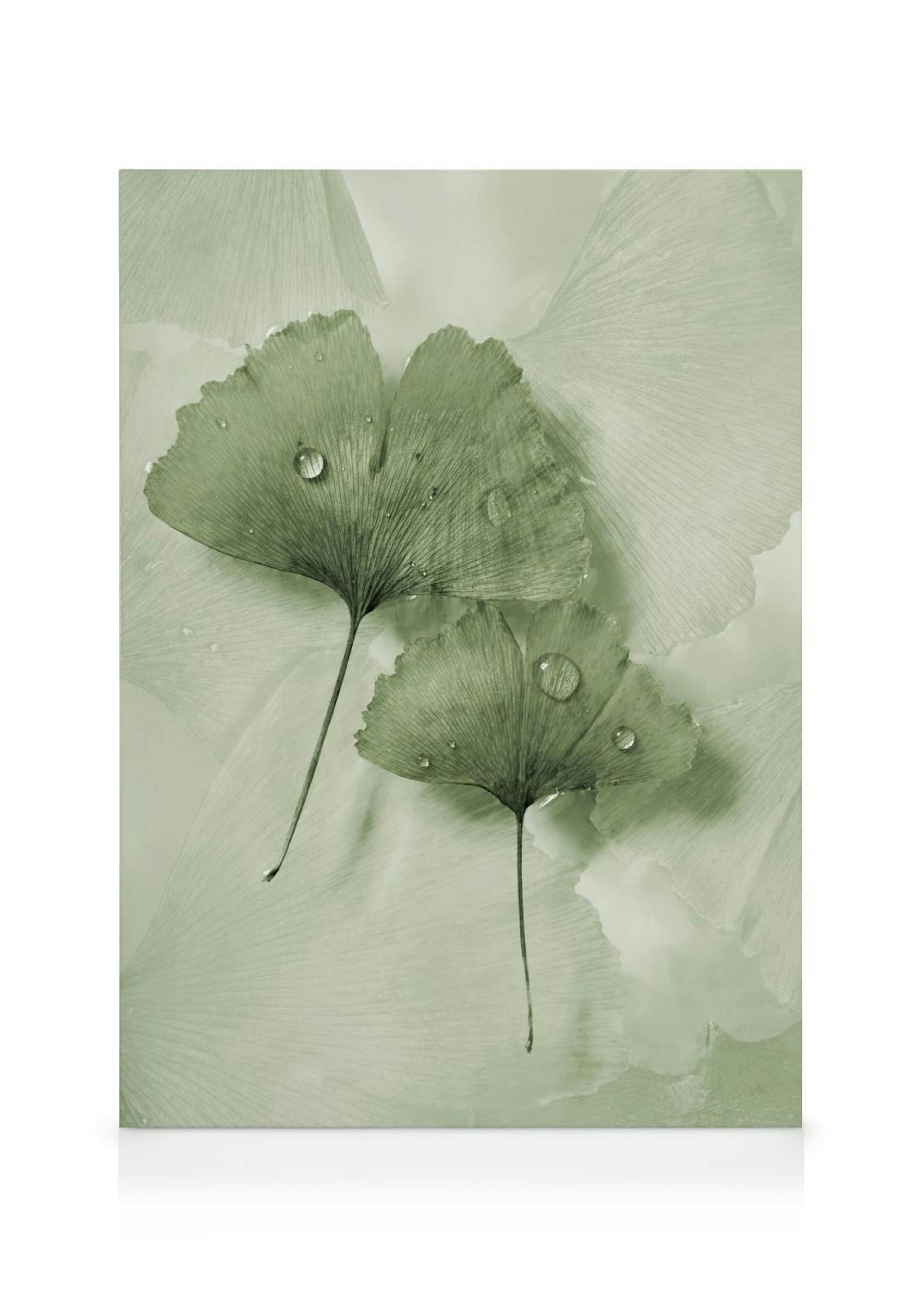 Green Ginkgo Obraz na plátne 0