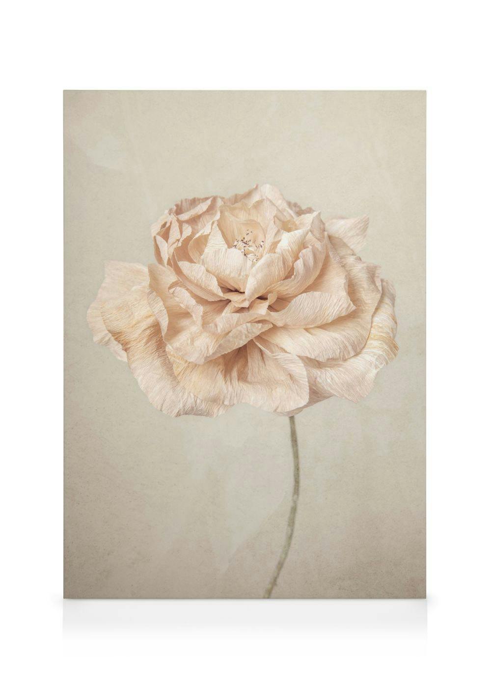Lerretsbilde med stor, kremfarget blomst med myke kronblader og tynn stilk på lys bakgrunn, elegant kunst.