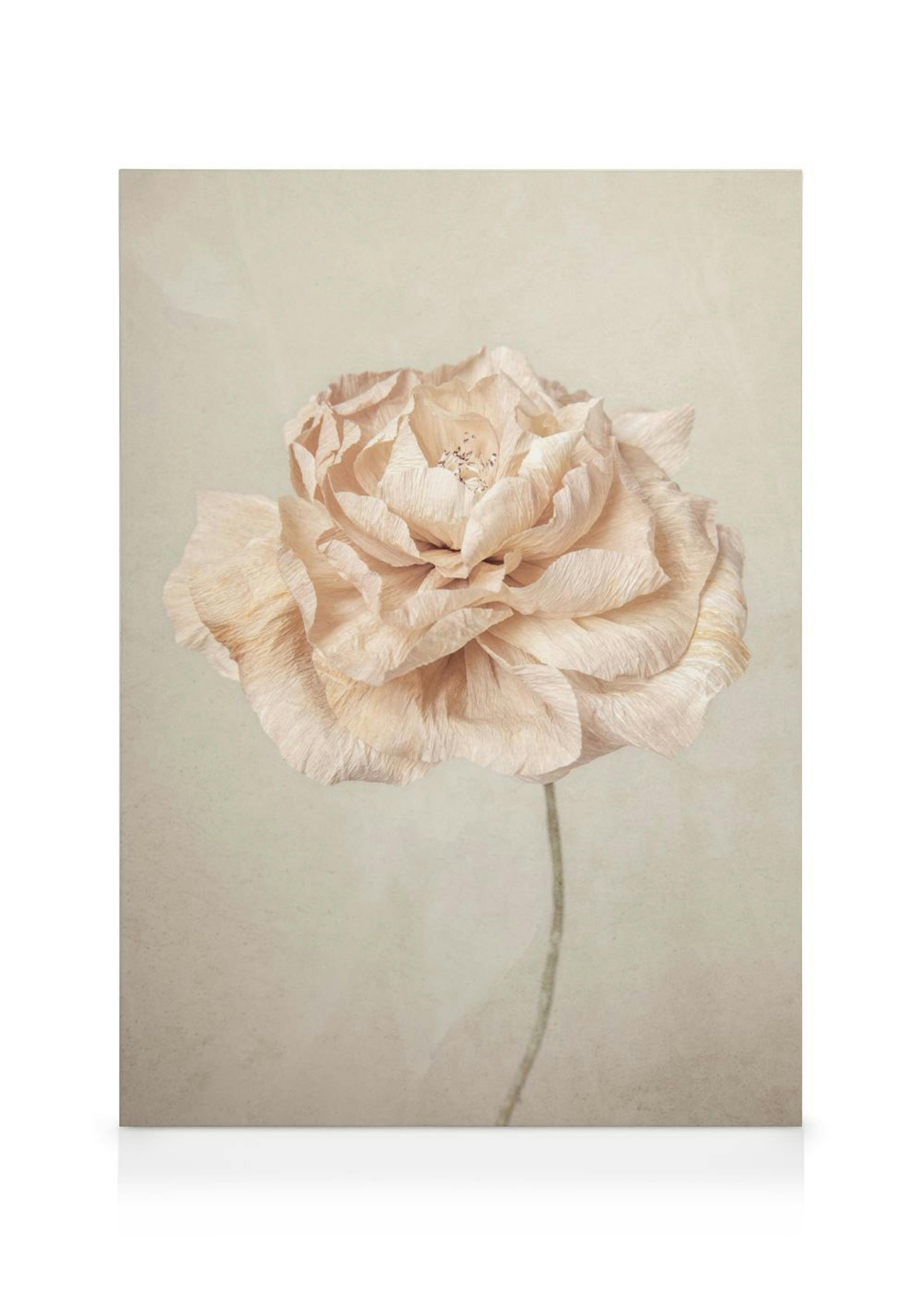 Weiches Blüten-Leinwandbild, eine einzelne, zartrosa, zerknitterte Papierblume mit feinen Details auf cremefarbenem Hintergrund.