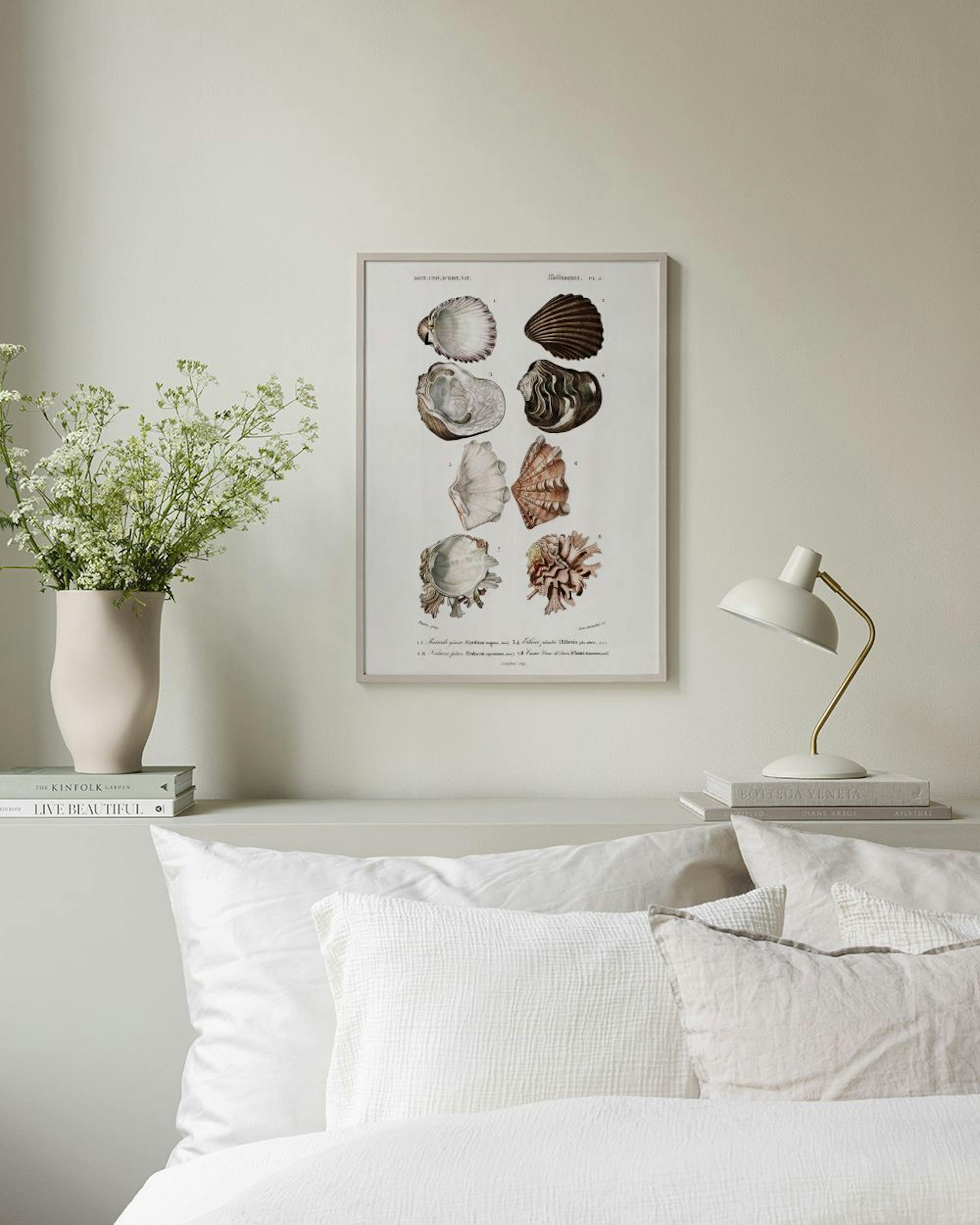 Vintage Shells Print