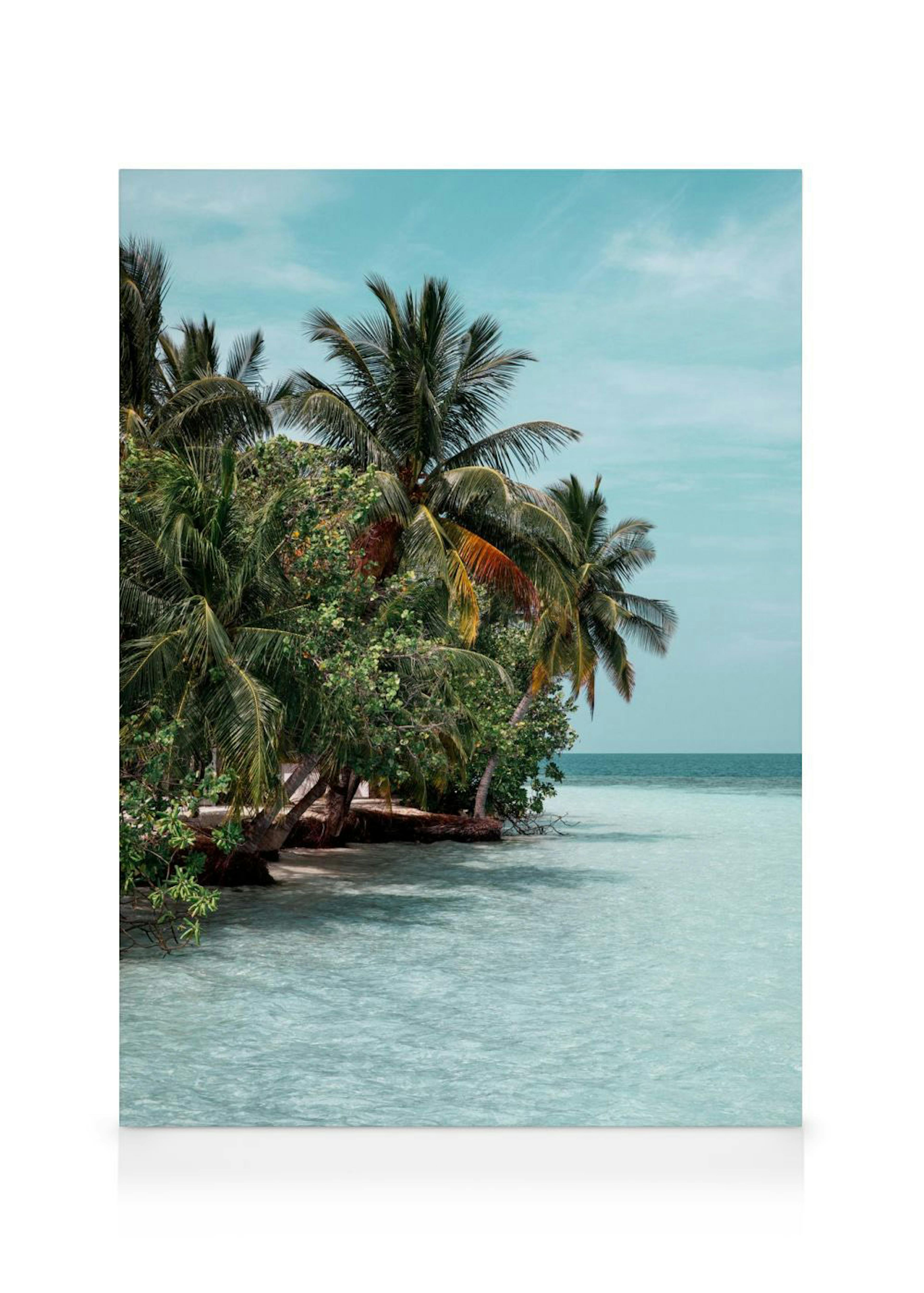 The Tropics Lienzo 0