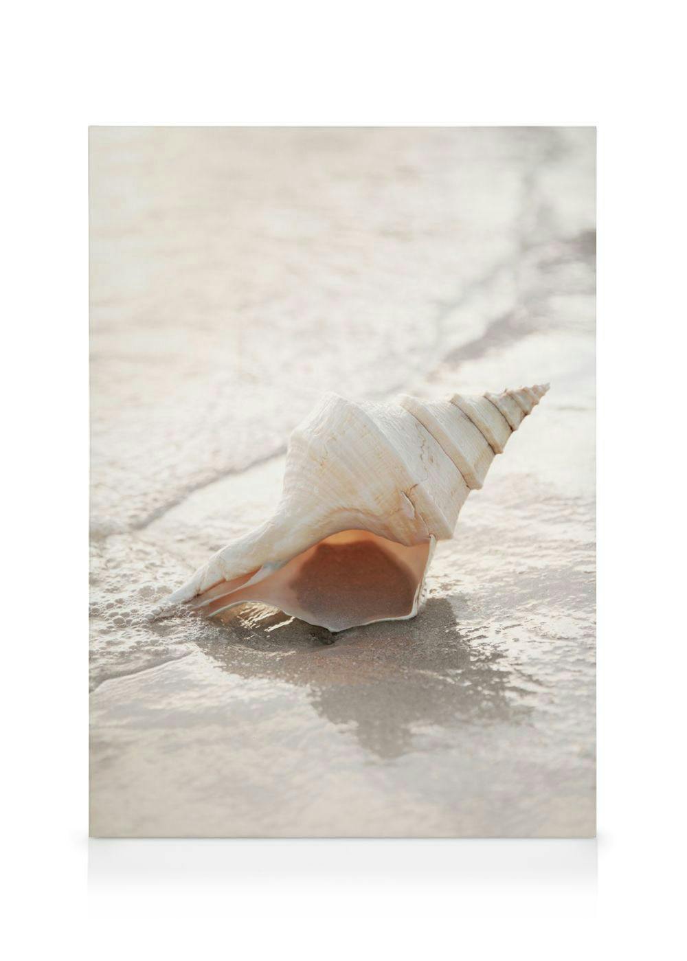 Shell on Beach Stampa su Tela (30x40 cm - Cornice in rovere)- Foto d'arte