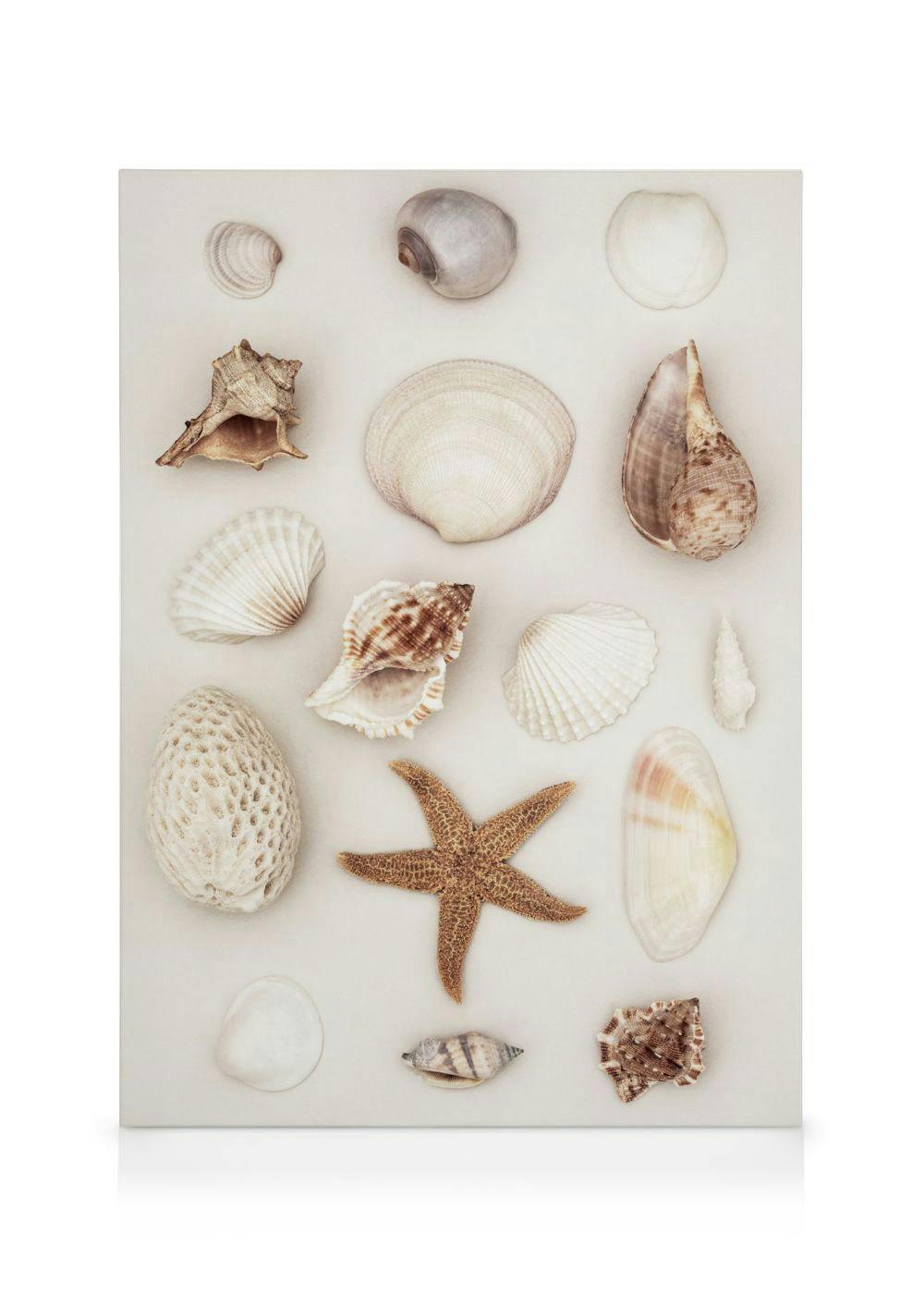 Seashells and Starfish Stampa su Tela (50x70 cm - Cornice in nero)- Foto d'arte
