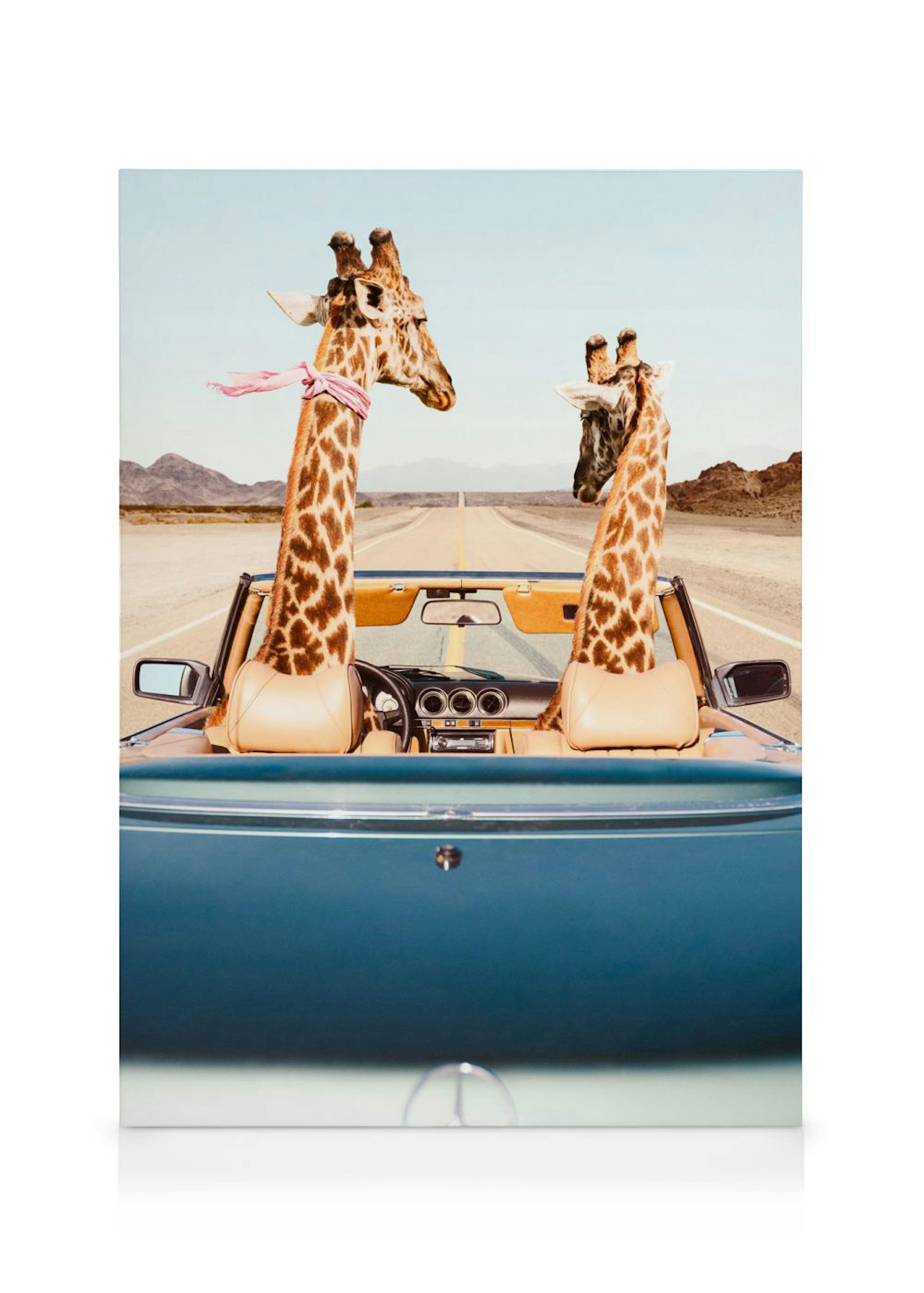 Giraffe Drive Canvastavla 0