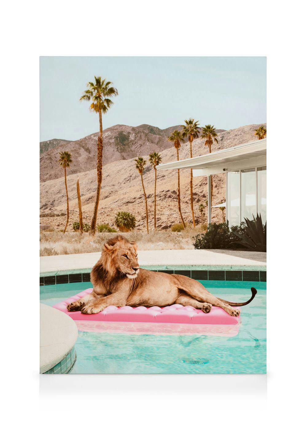 Canvas Prints Sunbathing Lion Canvas (30x40 cm)