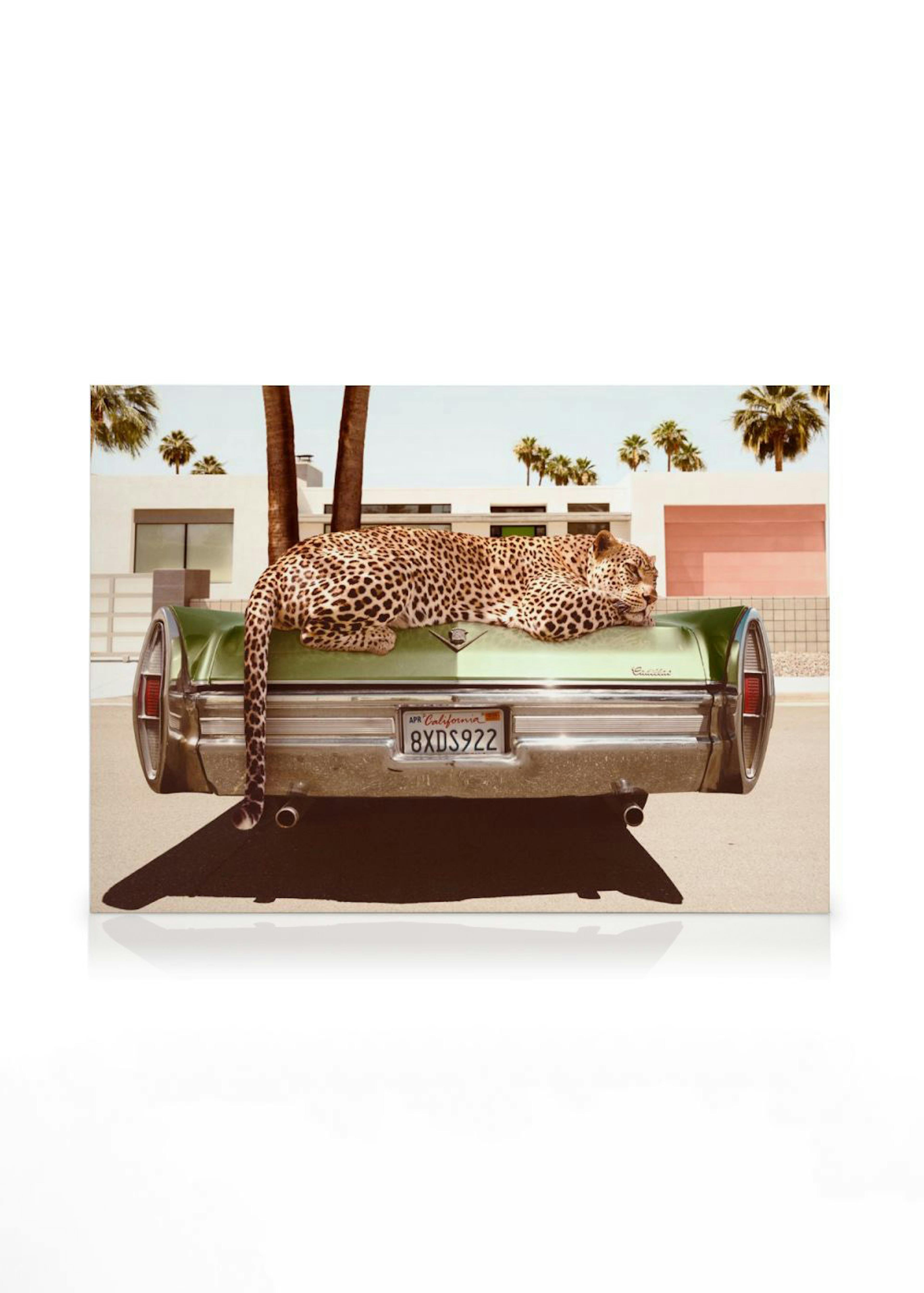 Chilling Leopard Lienzo 0