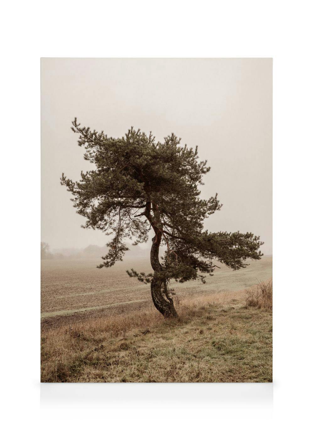 Leinwandbild mit einem einzelnen, krummen Baum in nebliger Landschaft, minimalistische Naturfotografie mit körnigem Effekt.