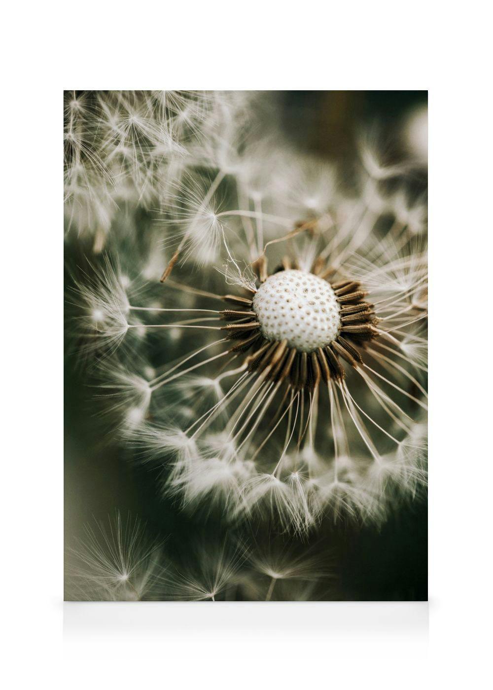 Botanical dandelion canvas print with seeds blowing away on a blurred green background, perfect for a gallery wall.