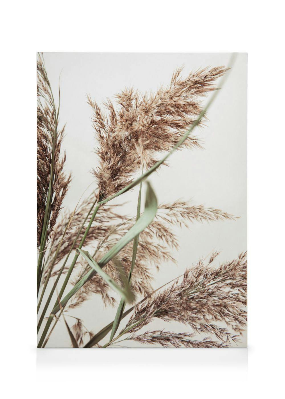 Rustic Reed Toile (30x40 cm - Cadre de chêne) - Botanique