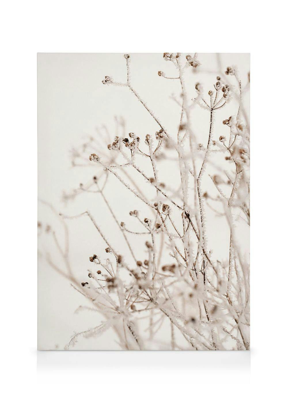Obrazy na płótnie Winter Botanical Obraz na płótnie (50x70 cm)