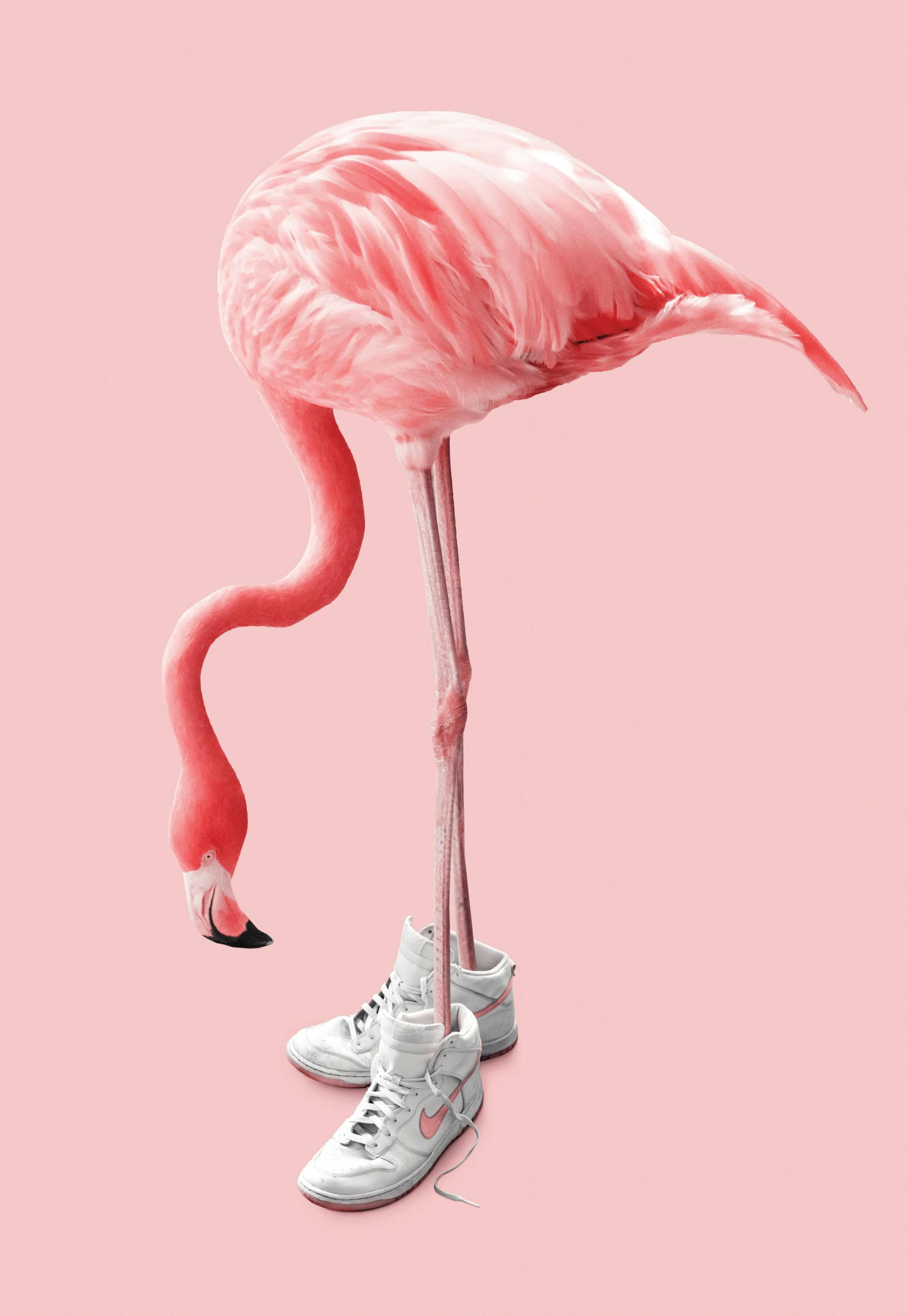 Jonas Loose - Sneaker Flamingo Poster 0