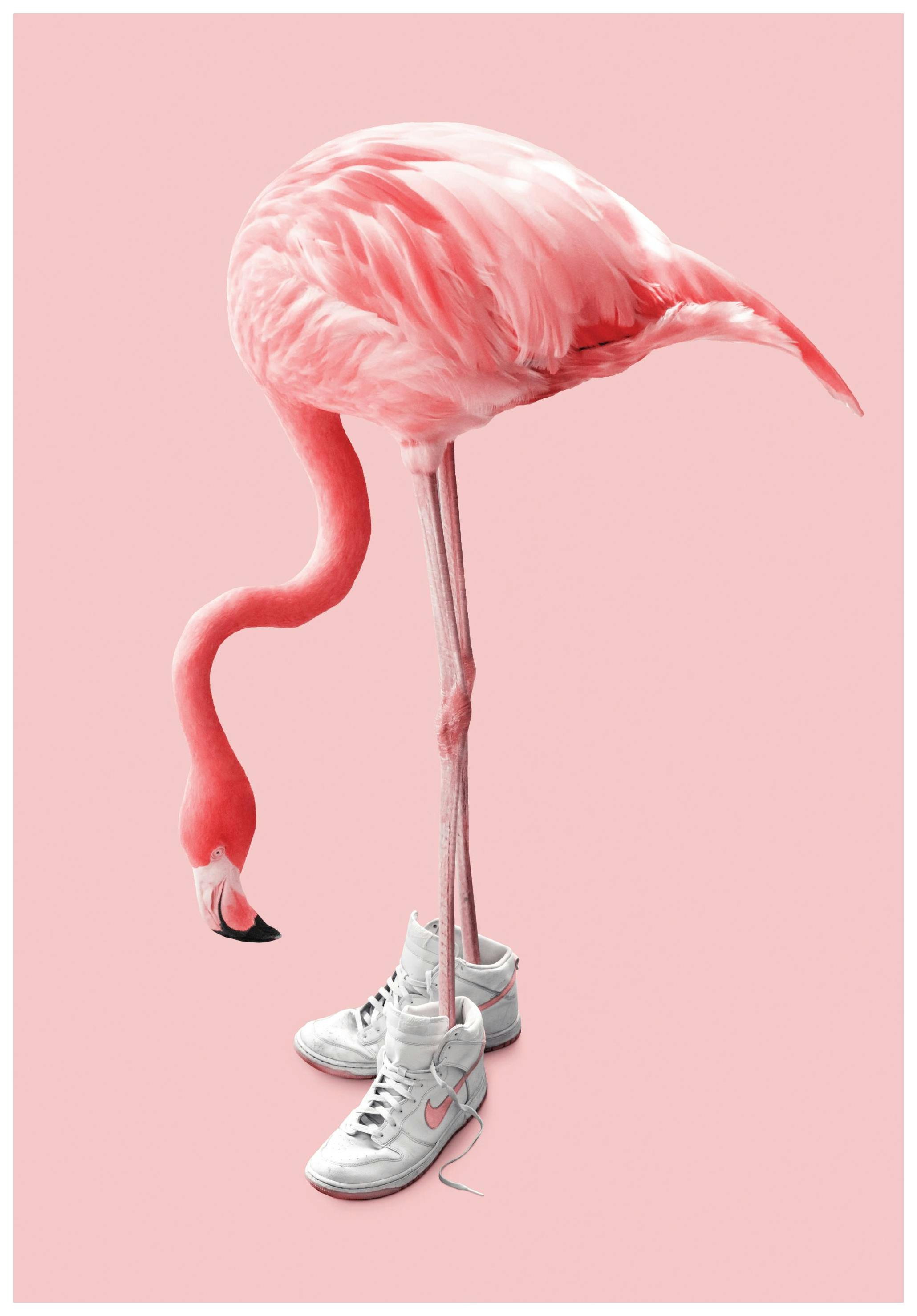 Jonas Loose - Sneaker Flamingo Poster (50x70 cm)