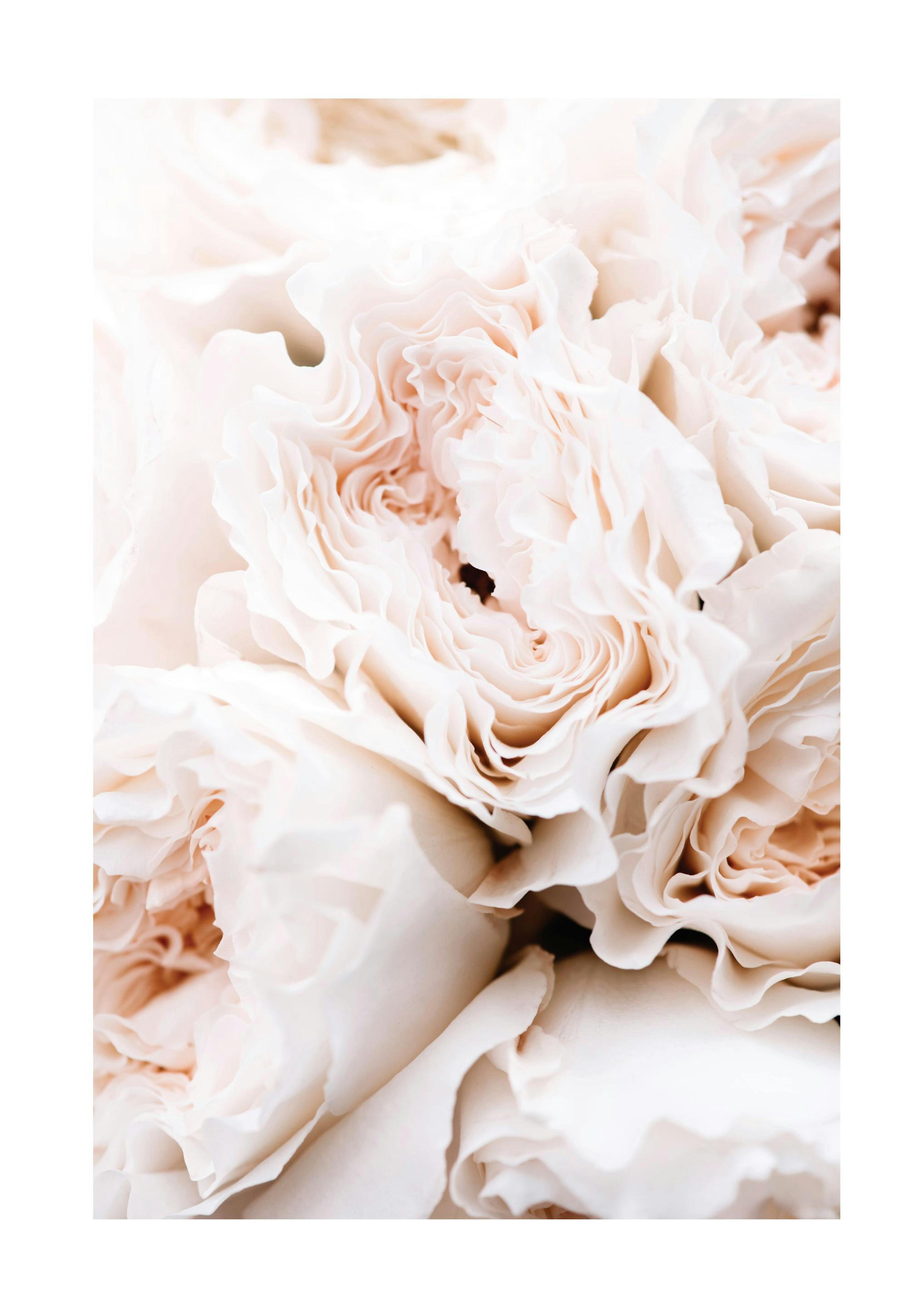 Blossoming Roses Print 0