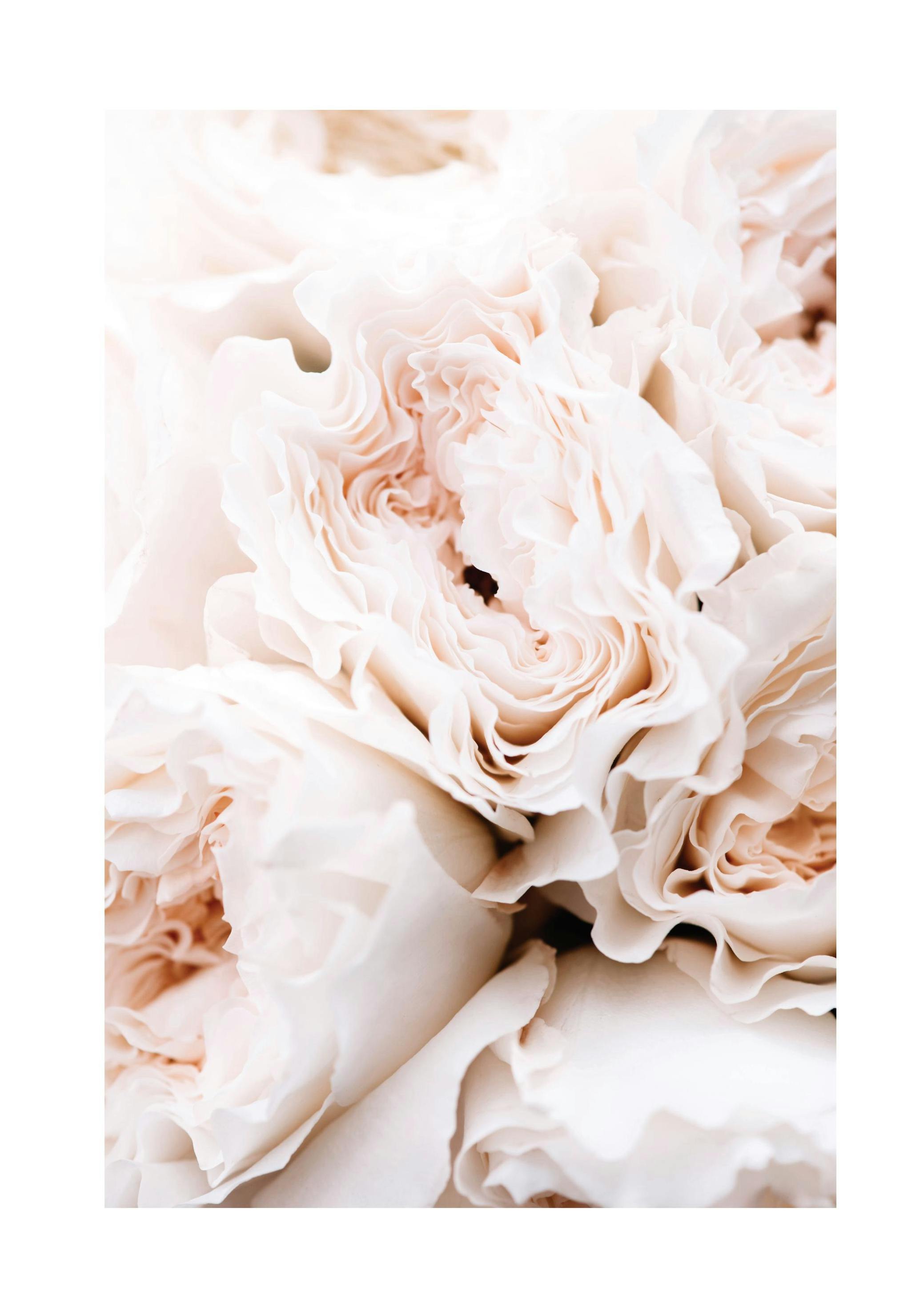 Blossoming Roses Plakat (30x40 cm)- Plakaty z kwiatami