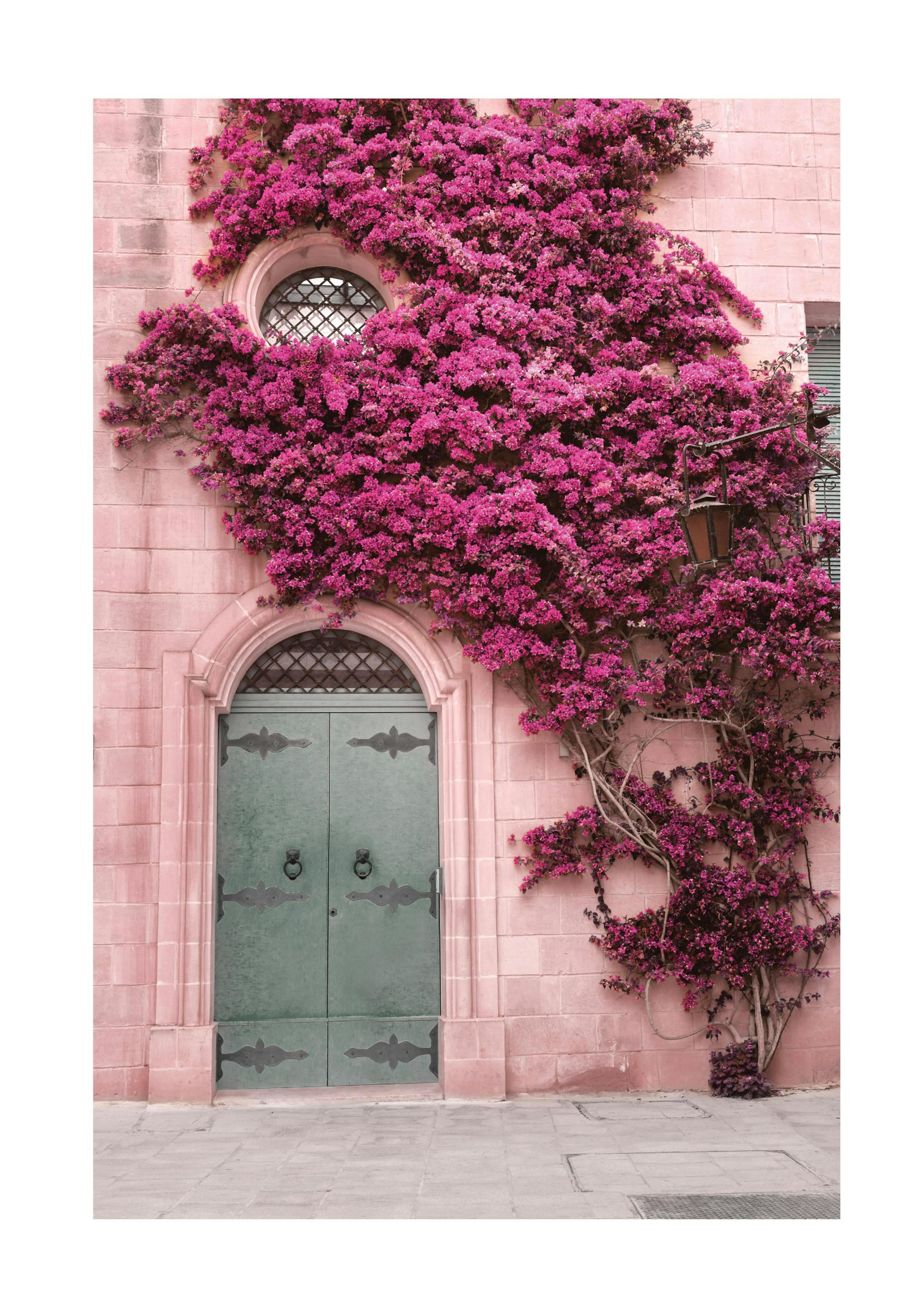 Pink Flower Wall Affiche 0
