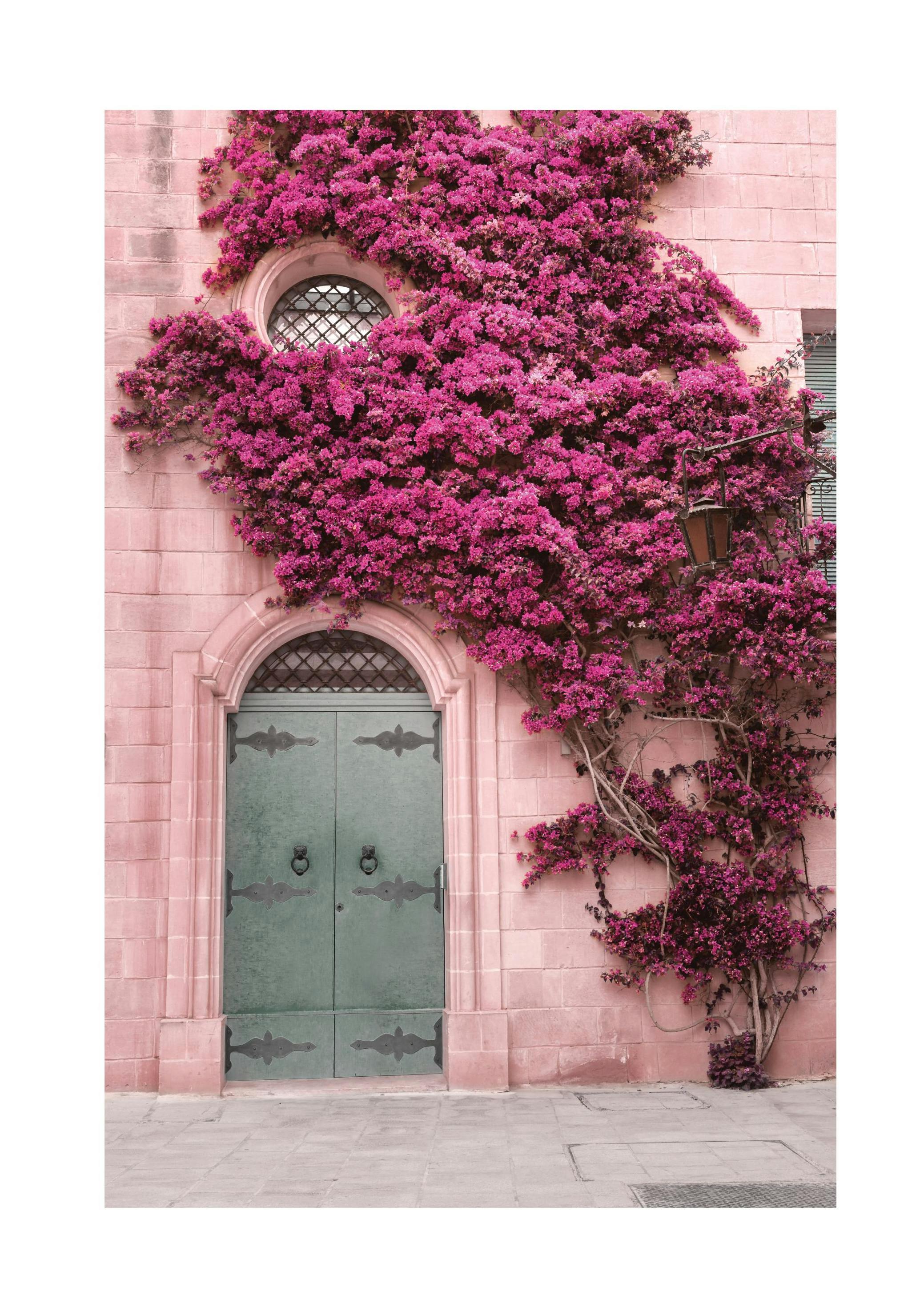 Pink Flower Wall Affiche (30x40 cm) - Photographies